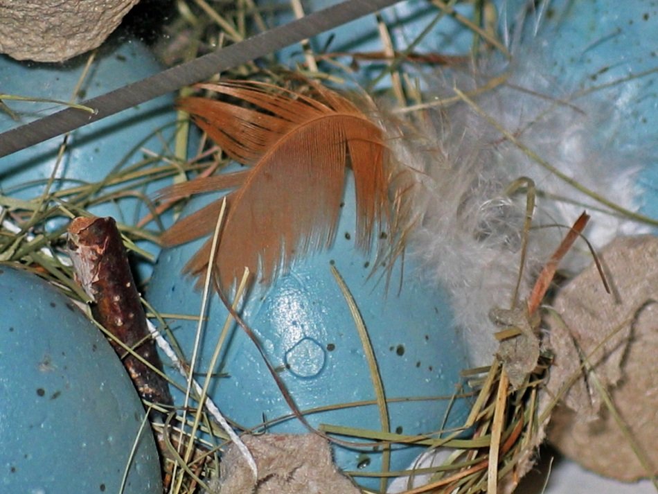 Blue painted easter eggs free image download