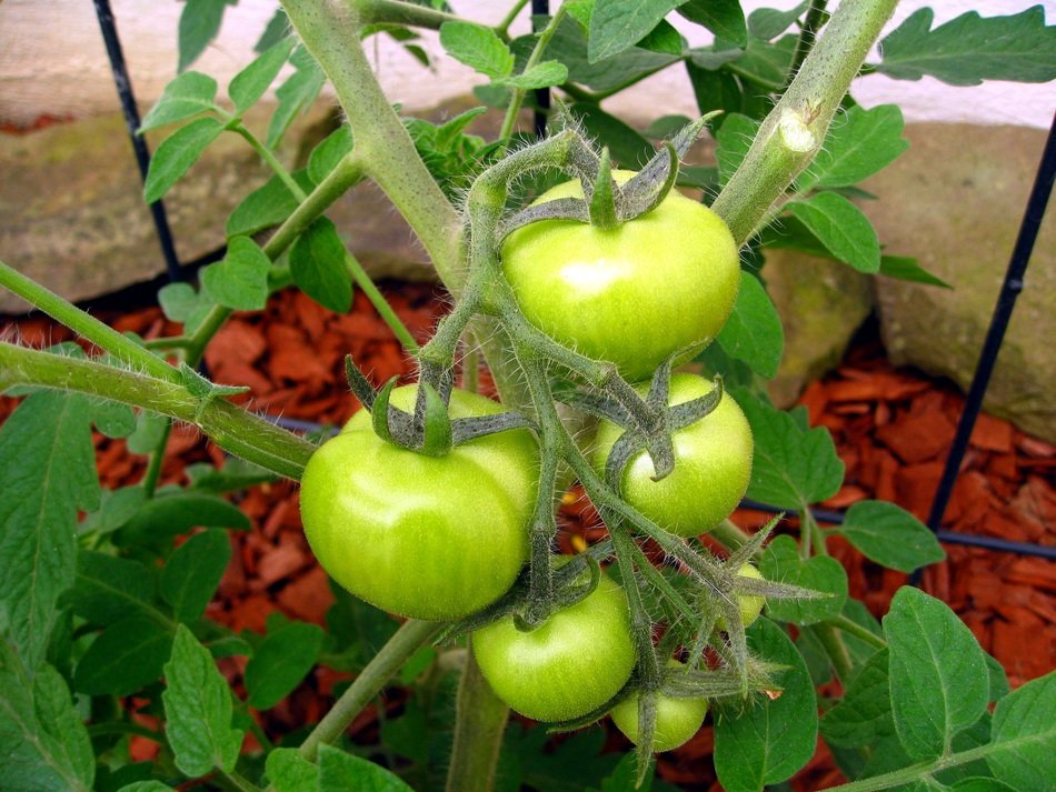 Tomatoes fresh green free image download