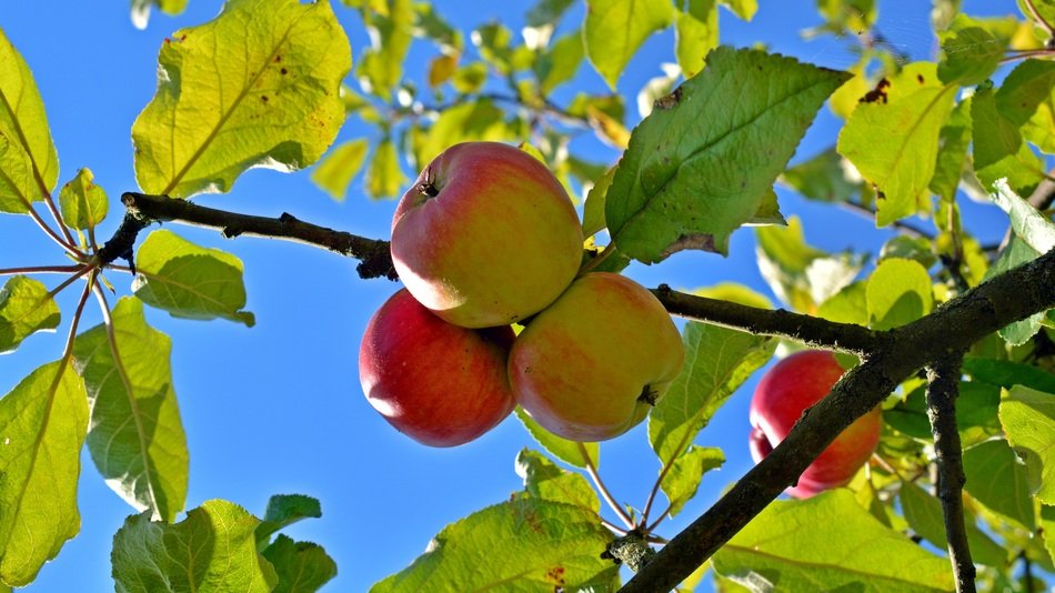 Apple fruits delicious free image download