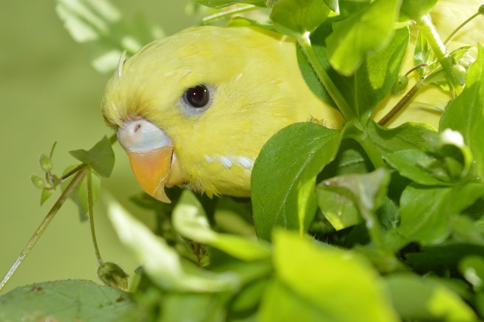 Parrot eats grass free image download