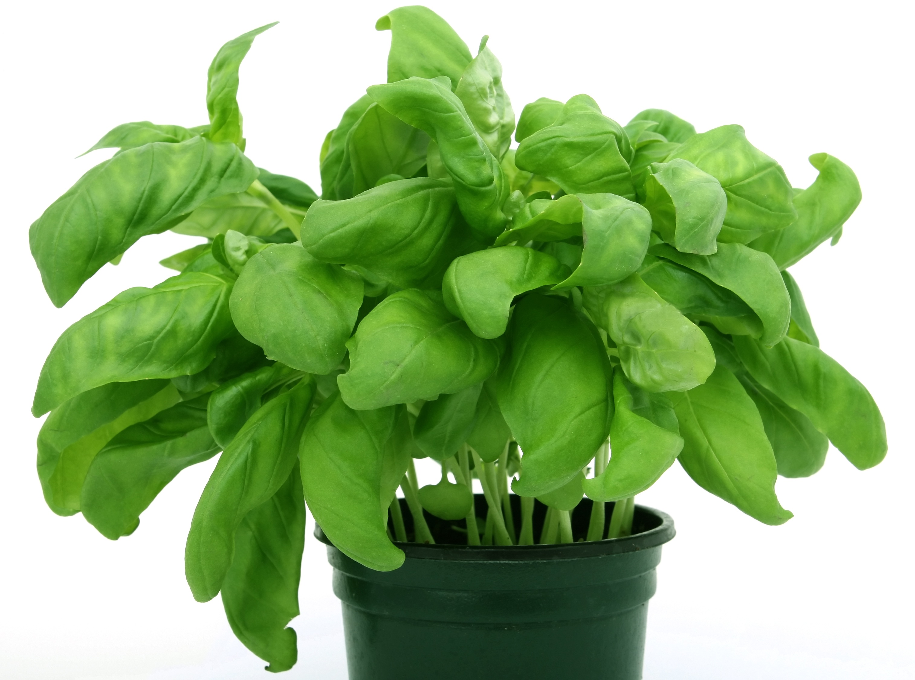 Green potted oregano plant free image download