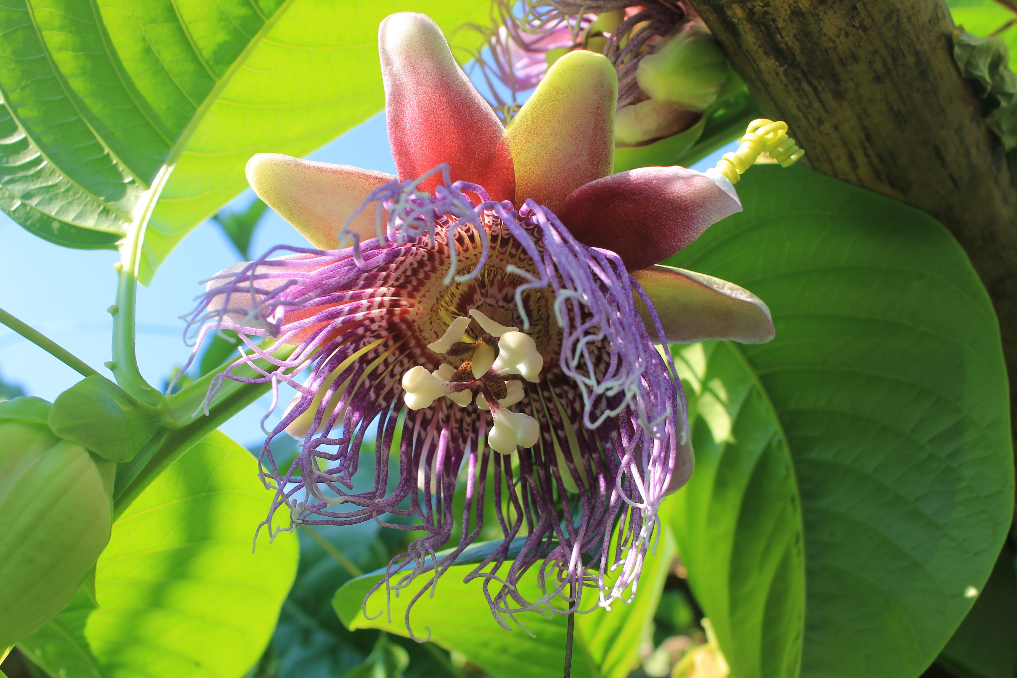 Passion fruit like a beautiful flower free image download