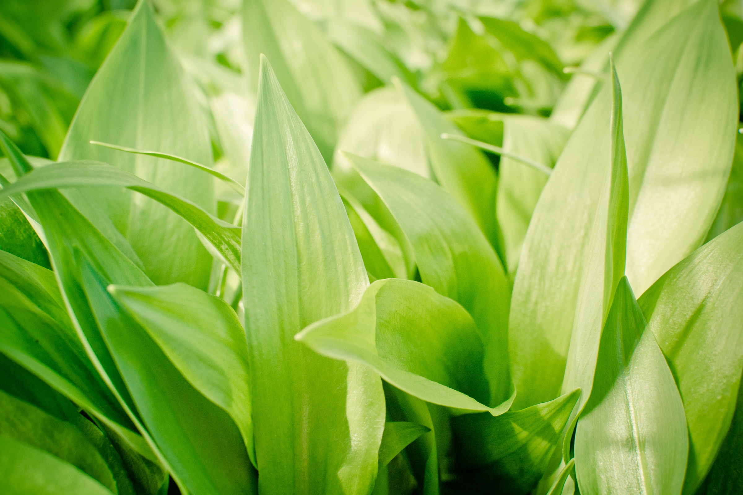 Green garlic leaves free image download