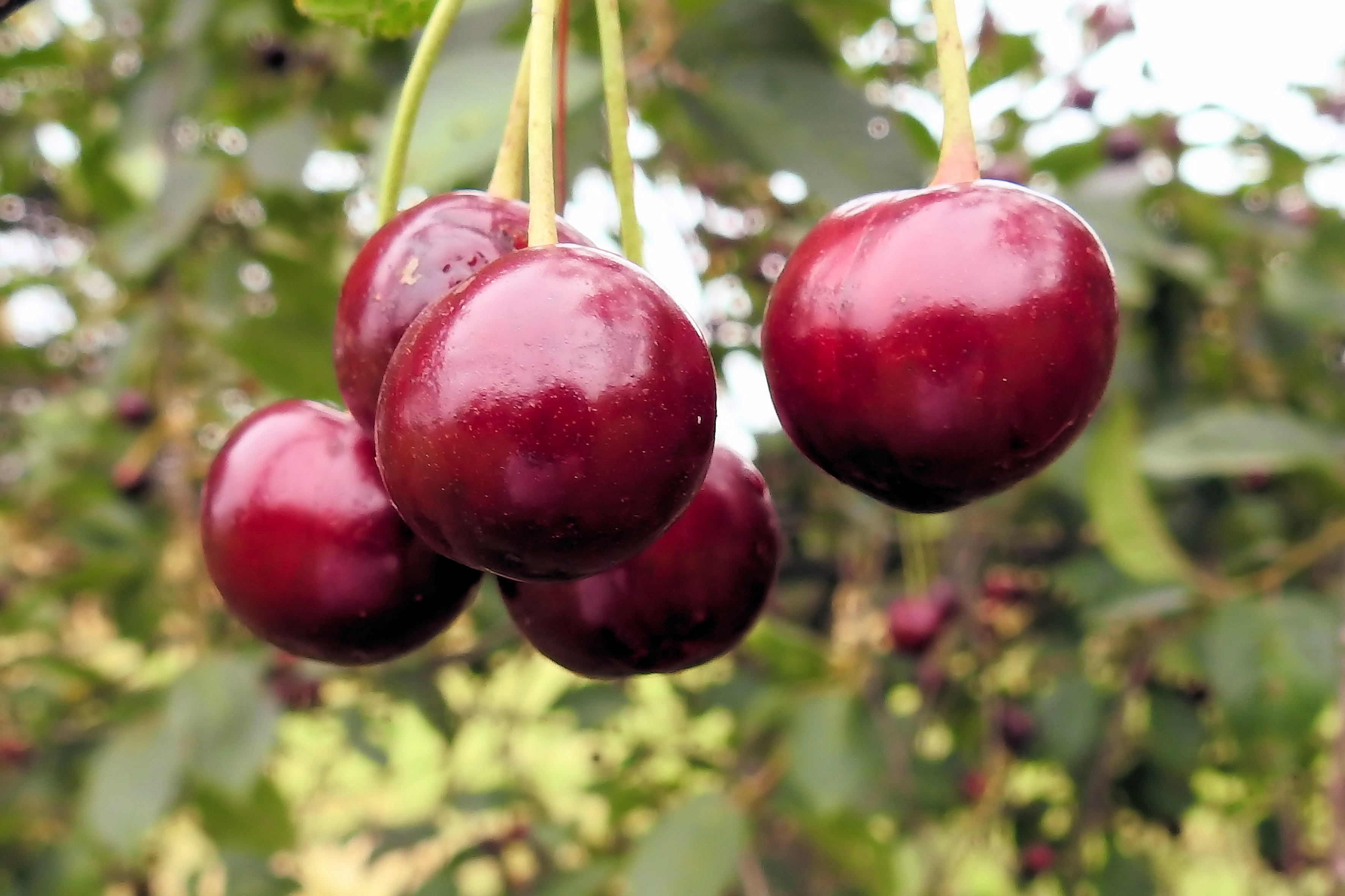 Red fresh Cherries on branch free image download