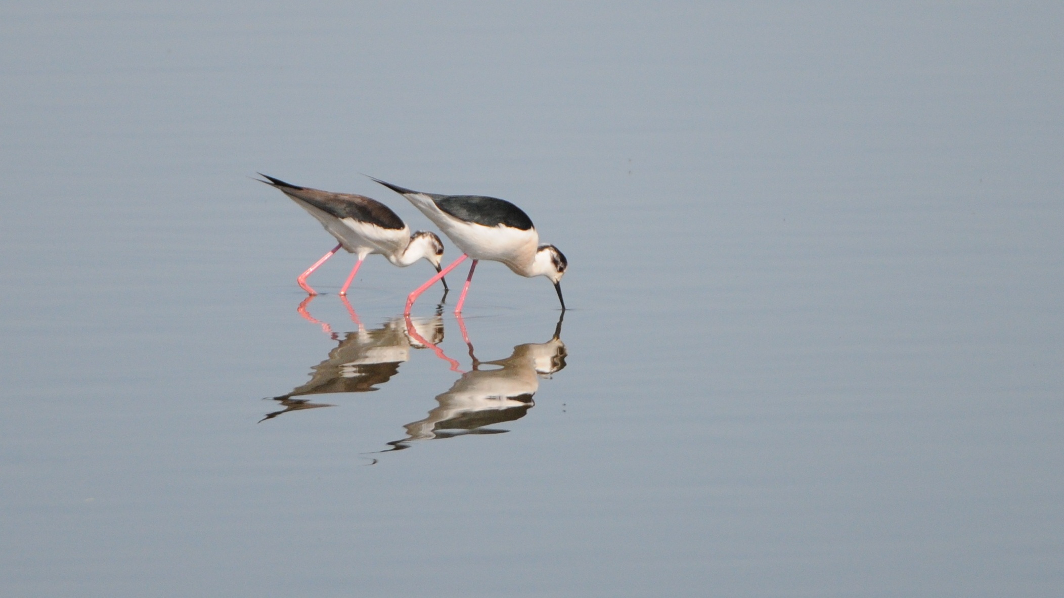 A pair of herons walk on water free image download