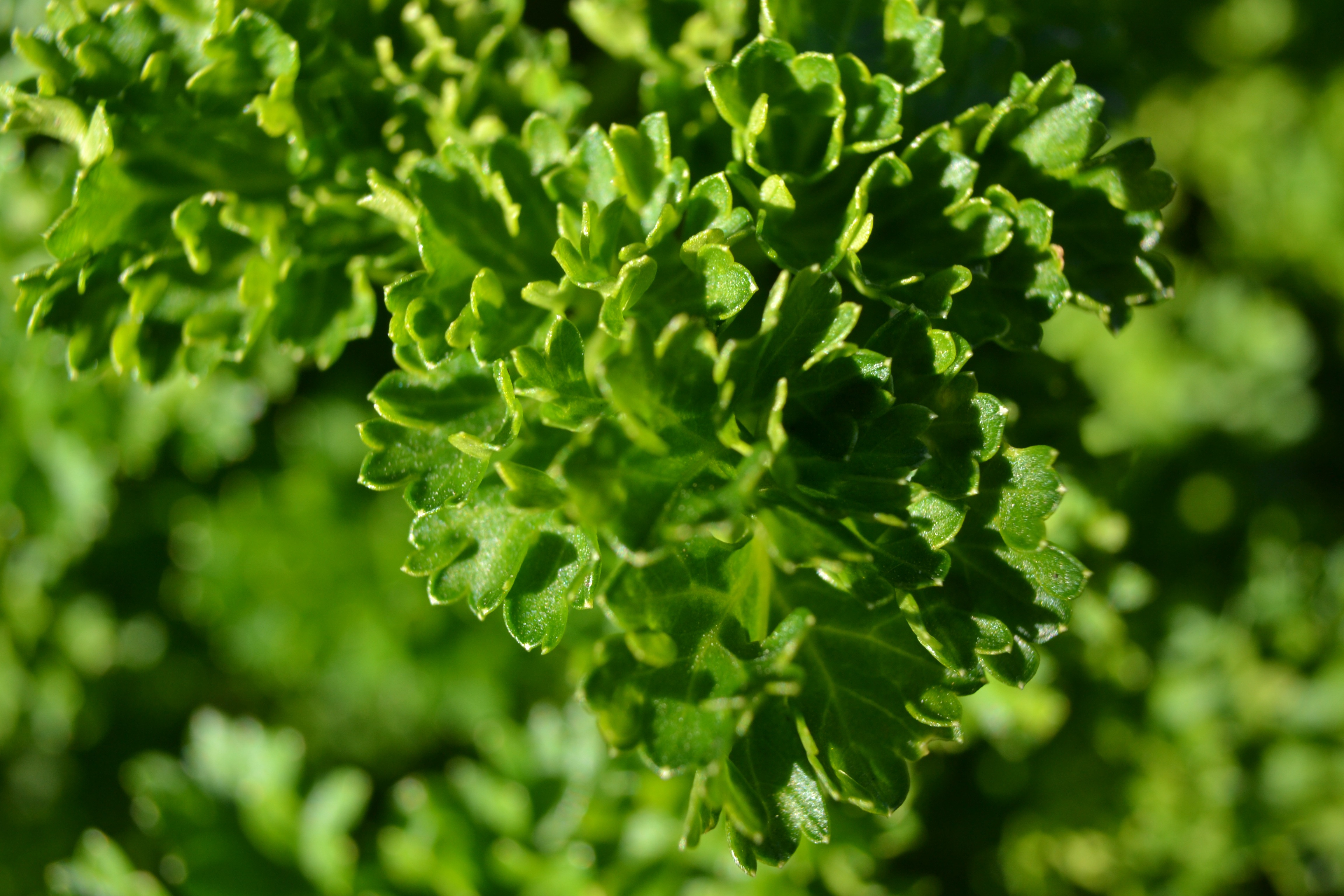 Curly parsley closeup free image download