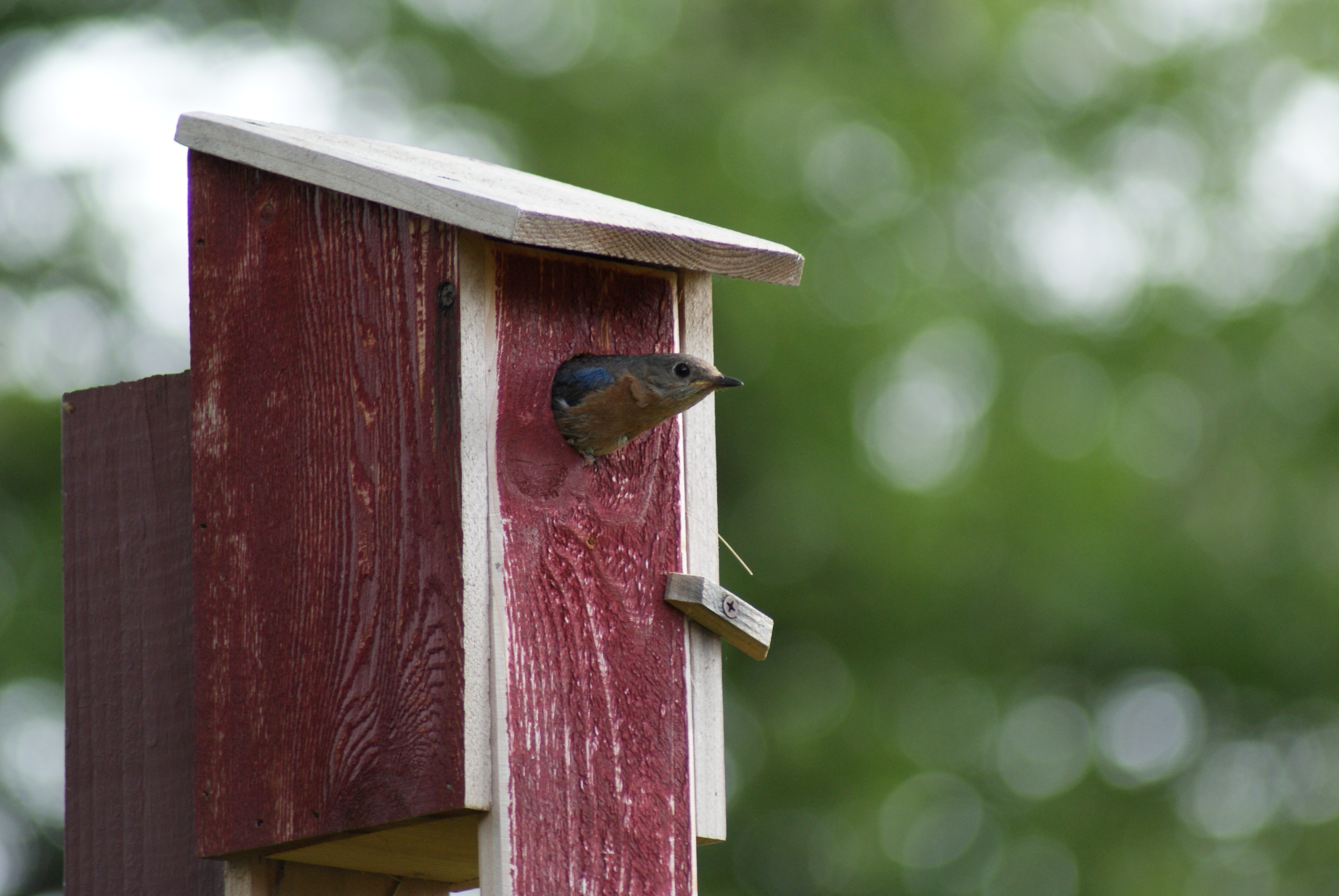 Eastern Bluebird in Birdhouse free image download