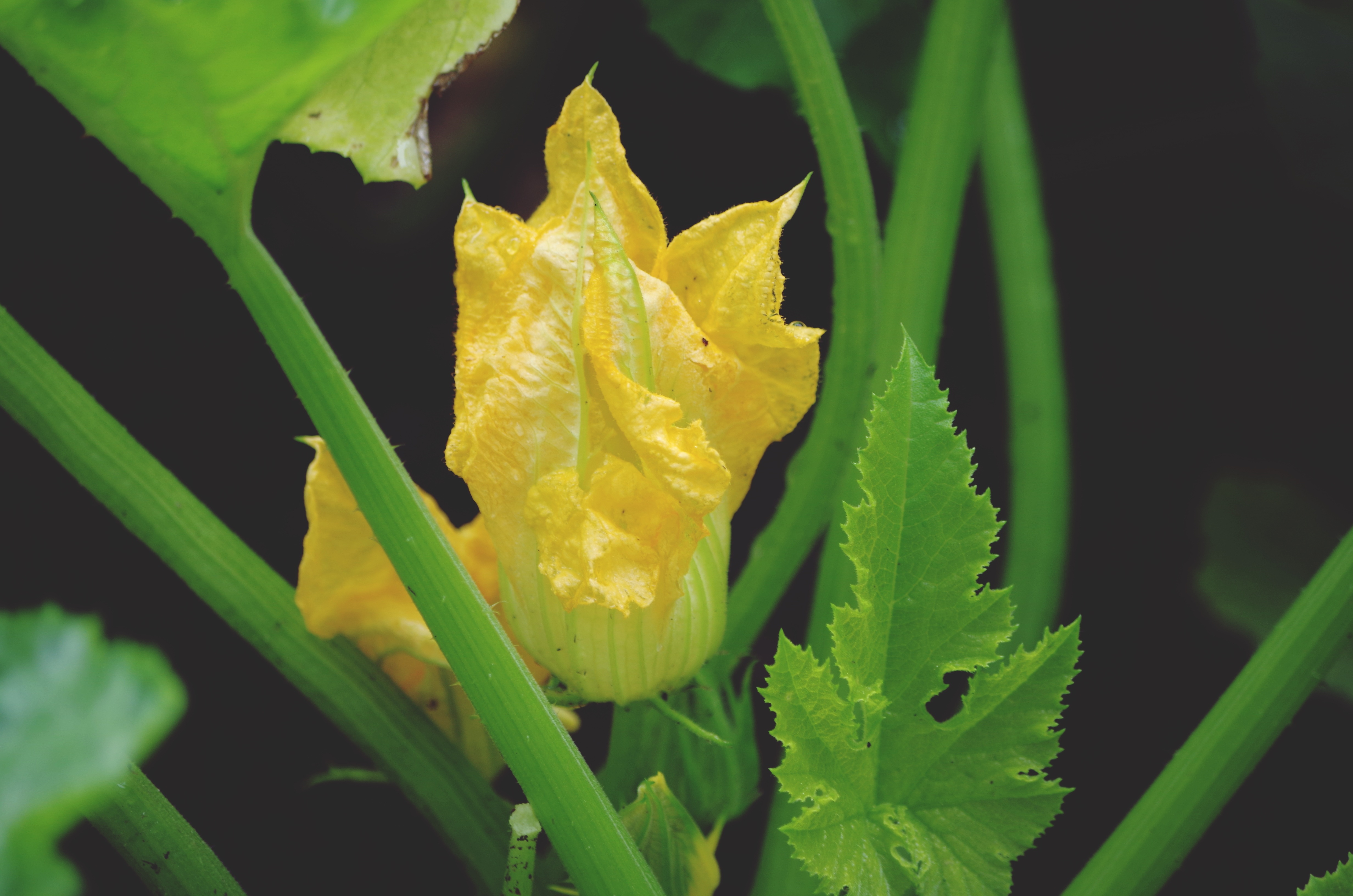 Yellow flower Zucchini free image download