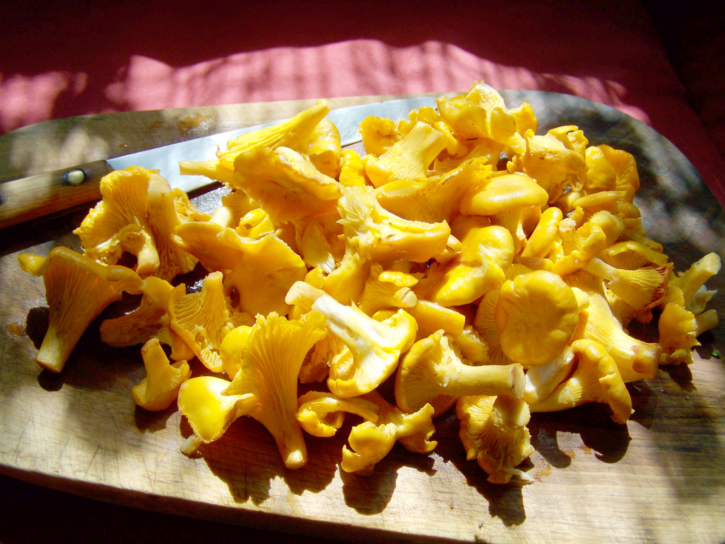 Yellow mushroom for the dish free image download