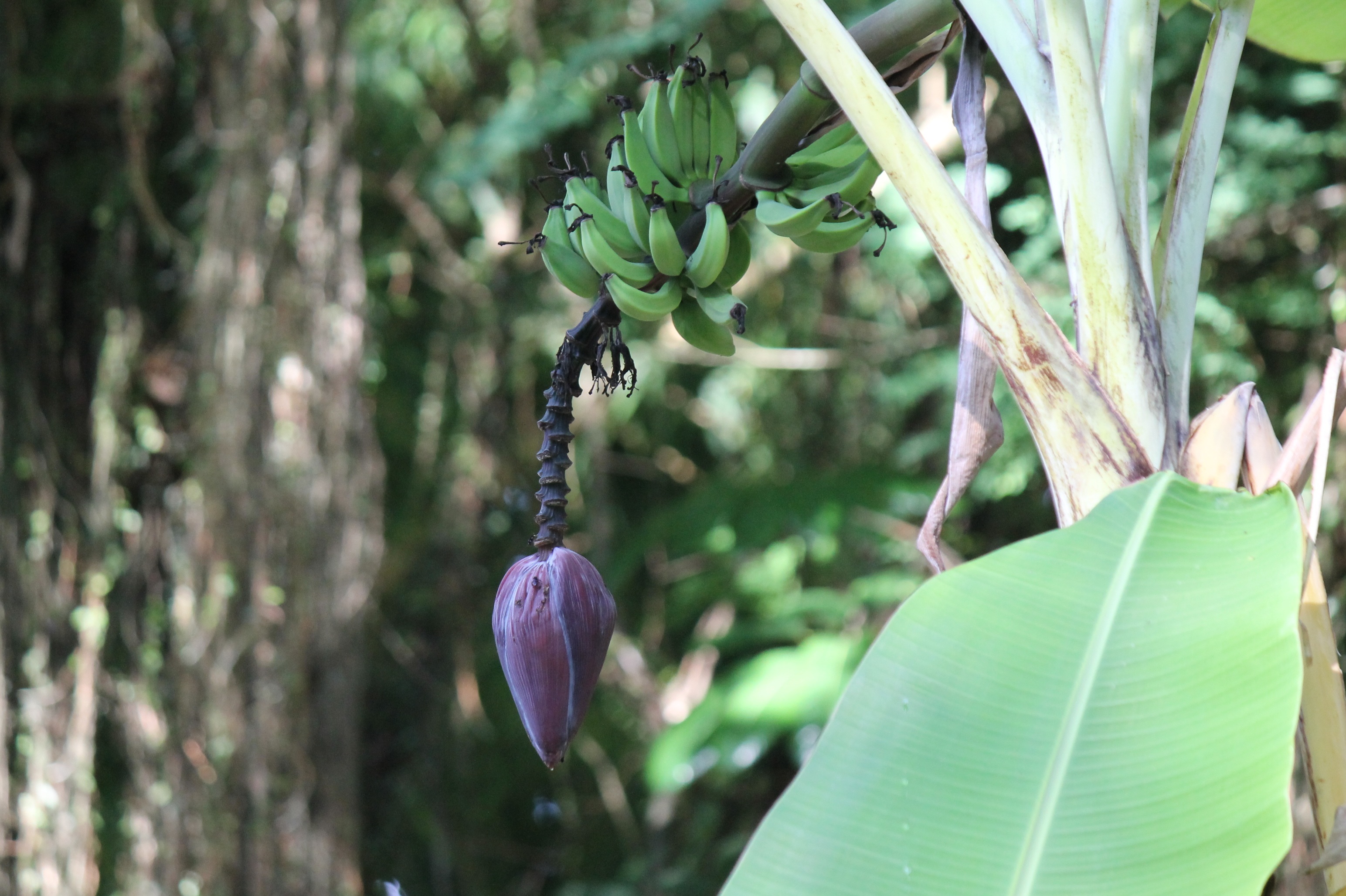 Purple fruit on a tree free image download
