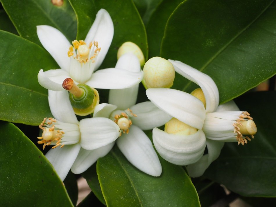 Orange Blossom free image download