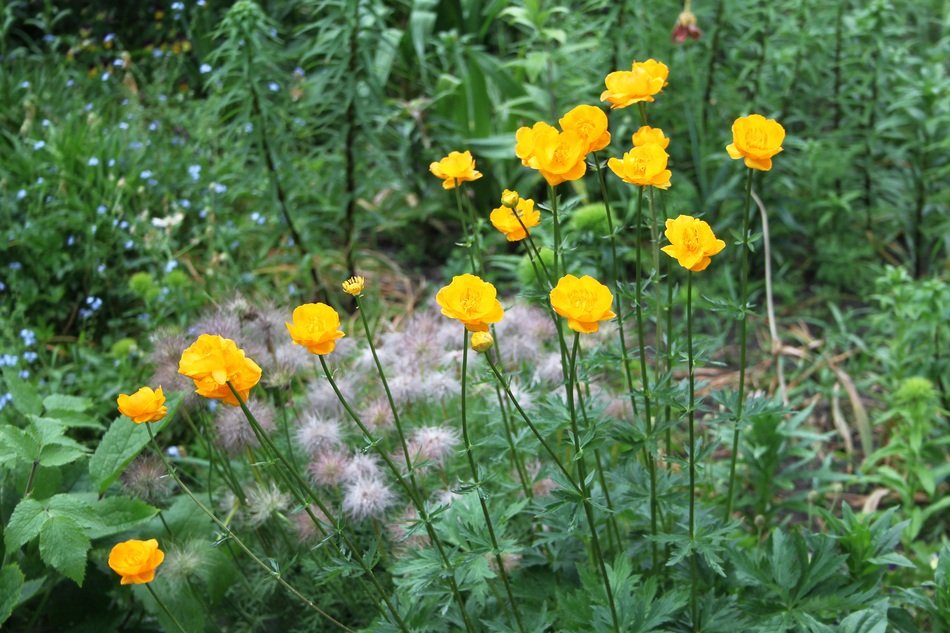 Small yellow flowers on long stems in a summer garden free image download