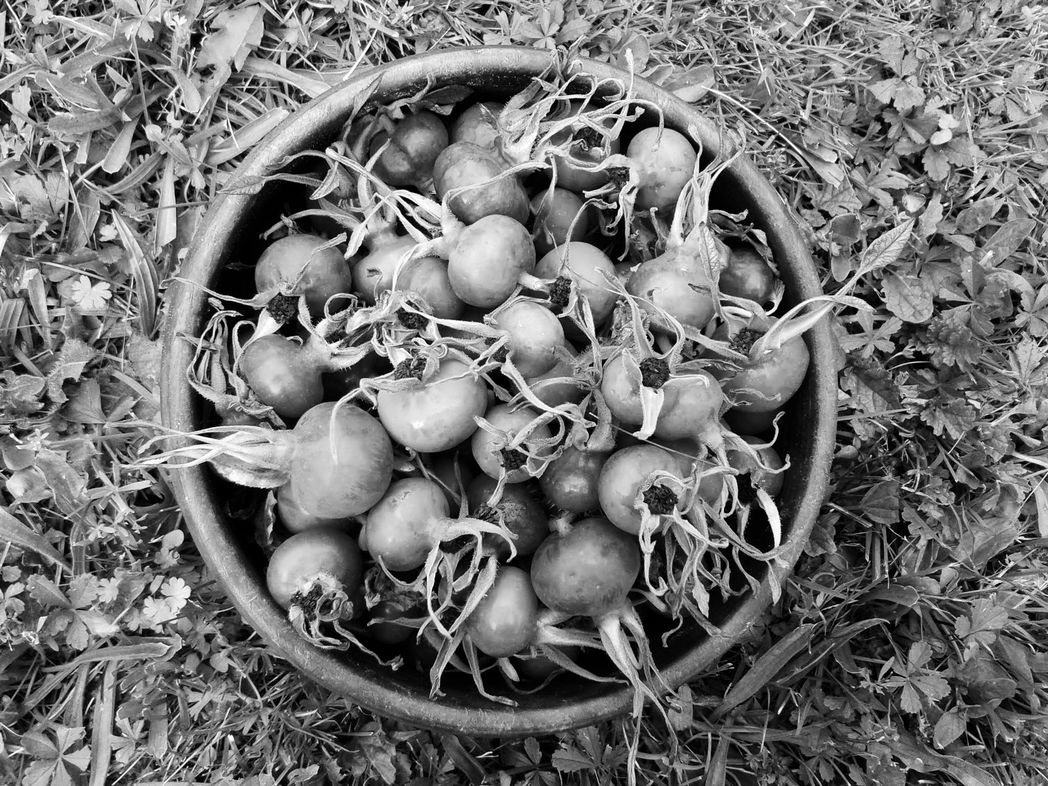 Food Rosebud free image download