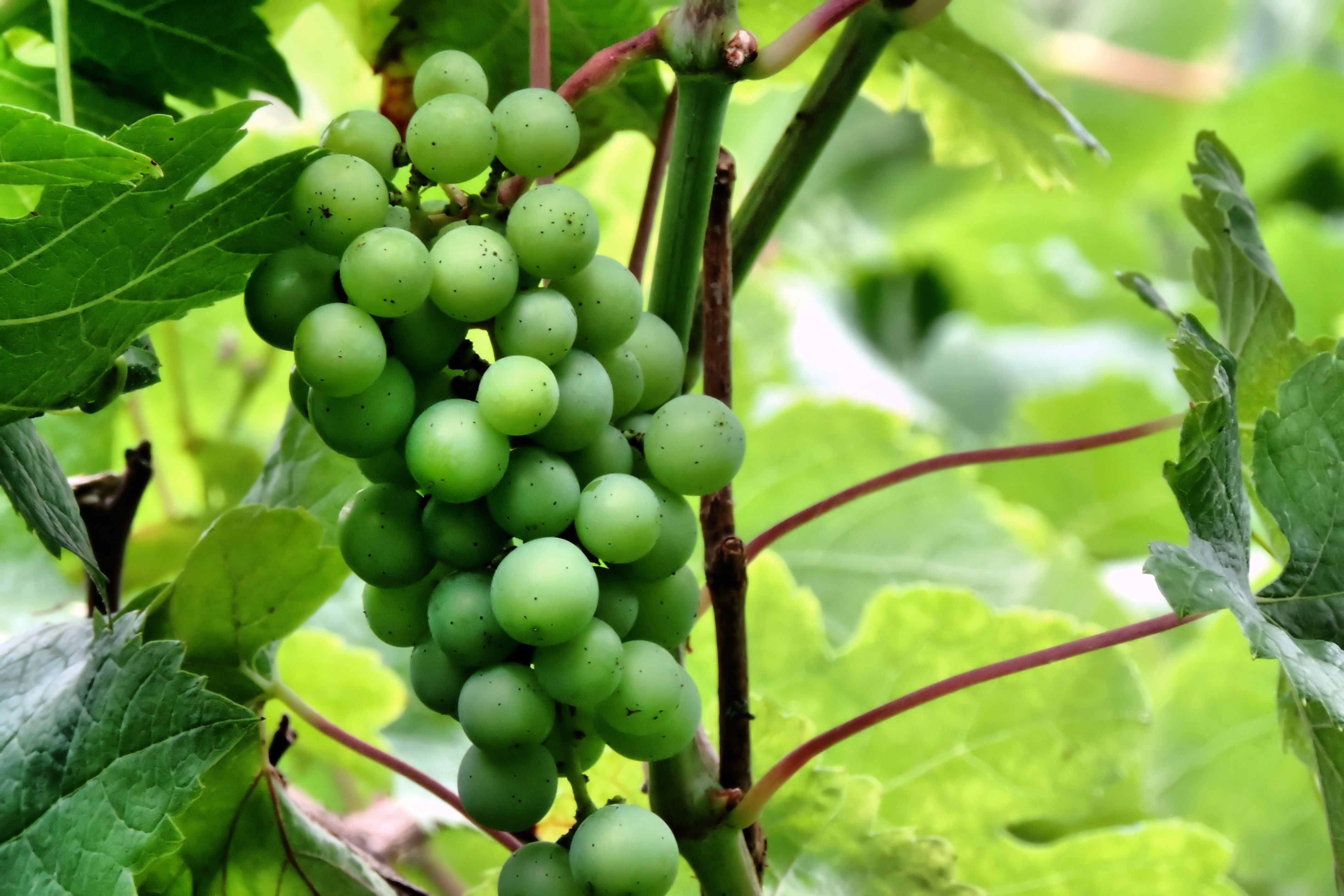Unripe grapes free image download