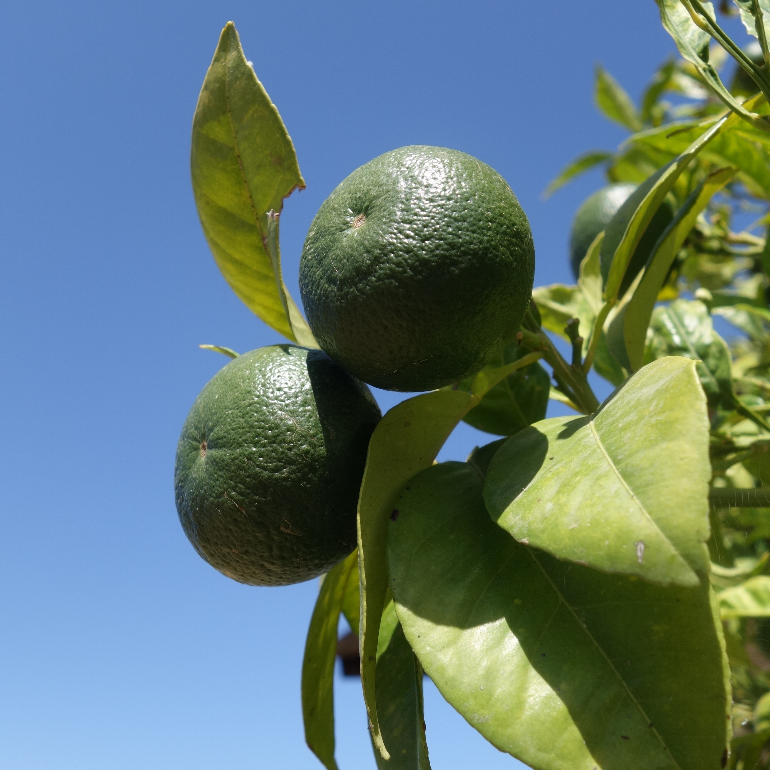 Two green limes ripen on the tree free image download