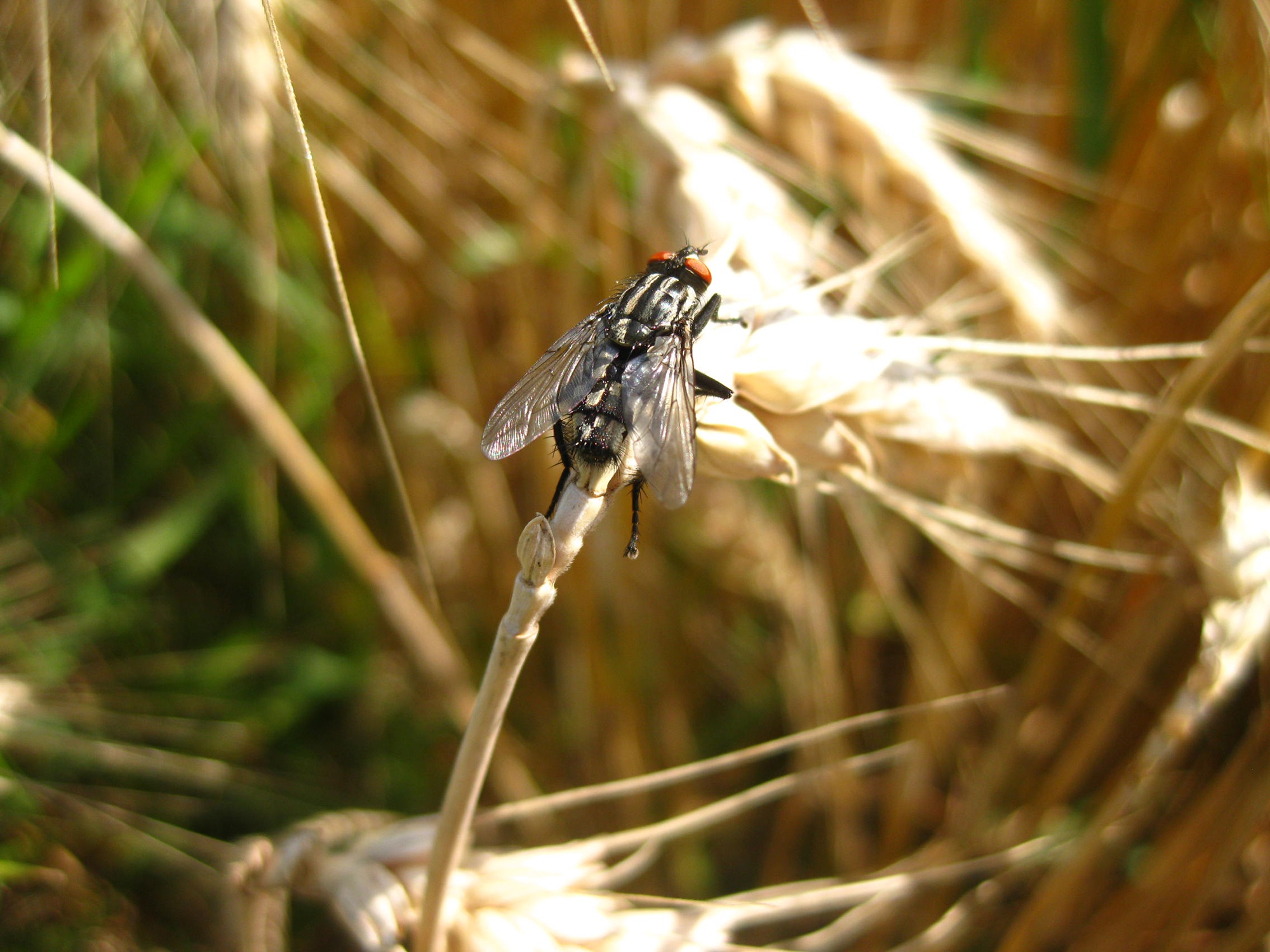 Black fly on wheat free image download