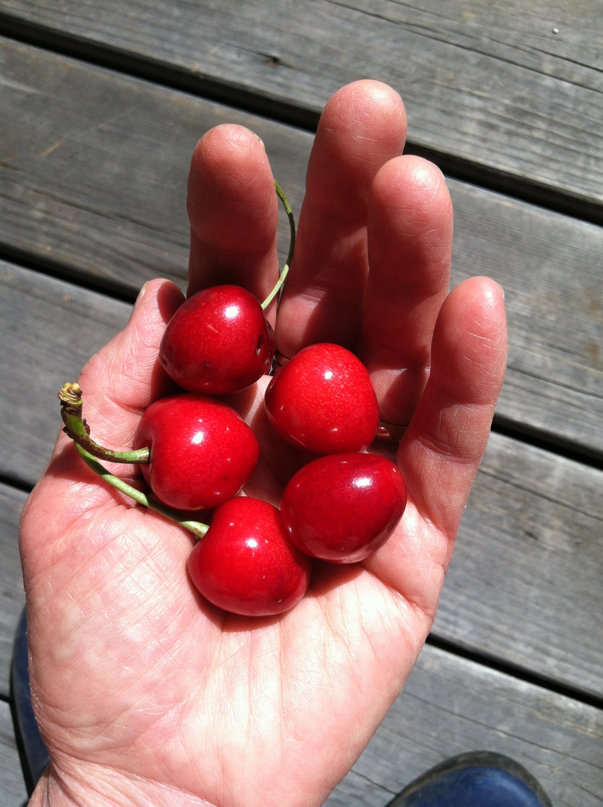 Cherry berries on hand free image download