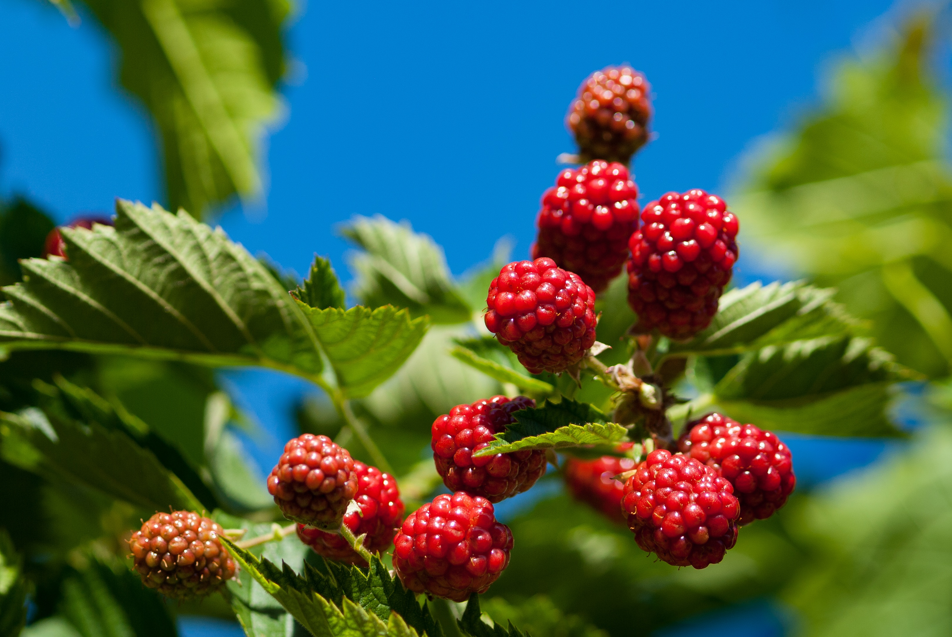 Ripe sweet healthy red raspberries in the summer free image download