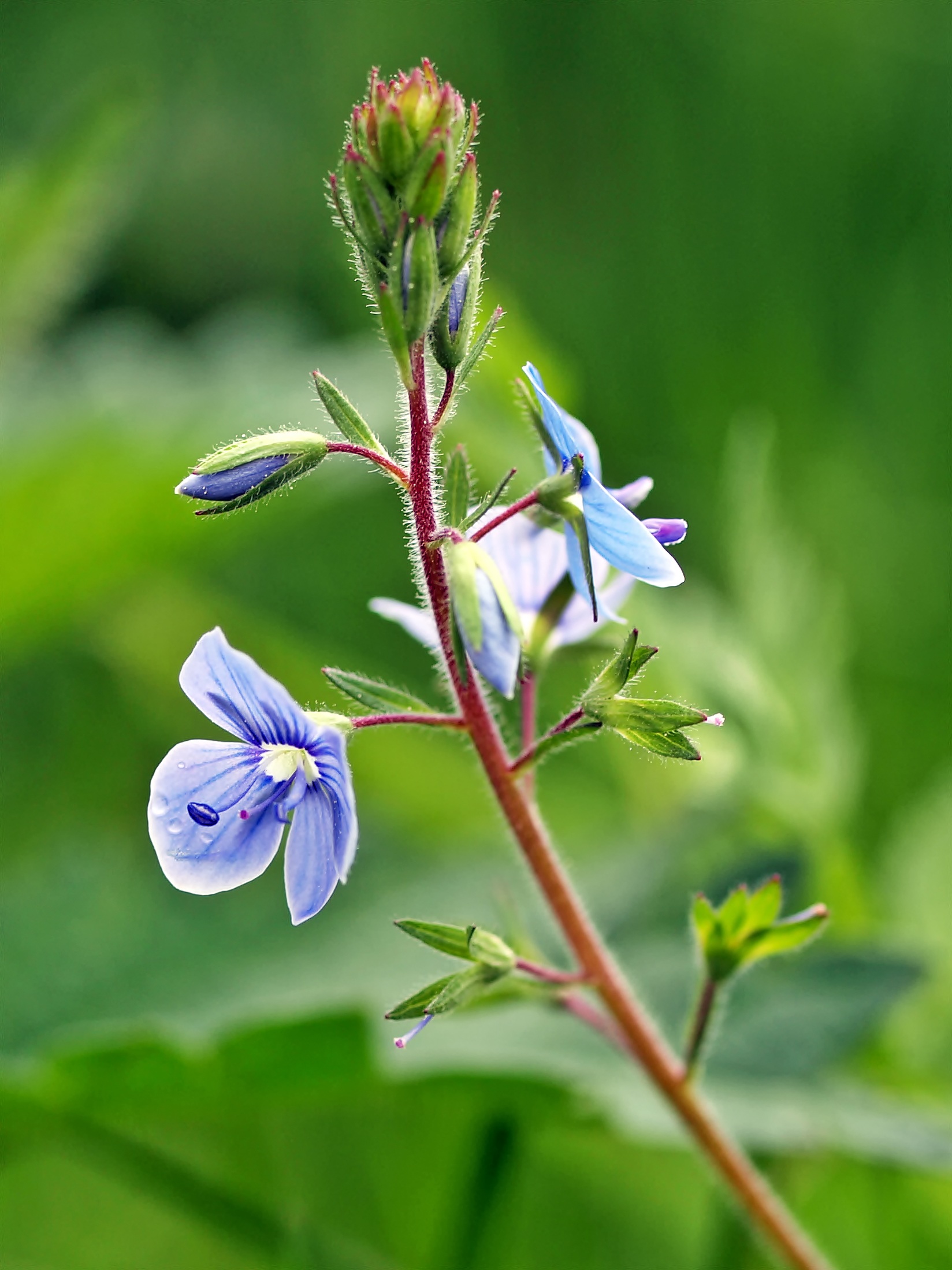 Veronica flower free image download