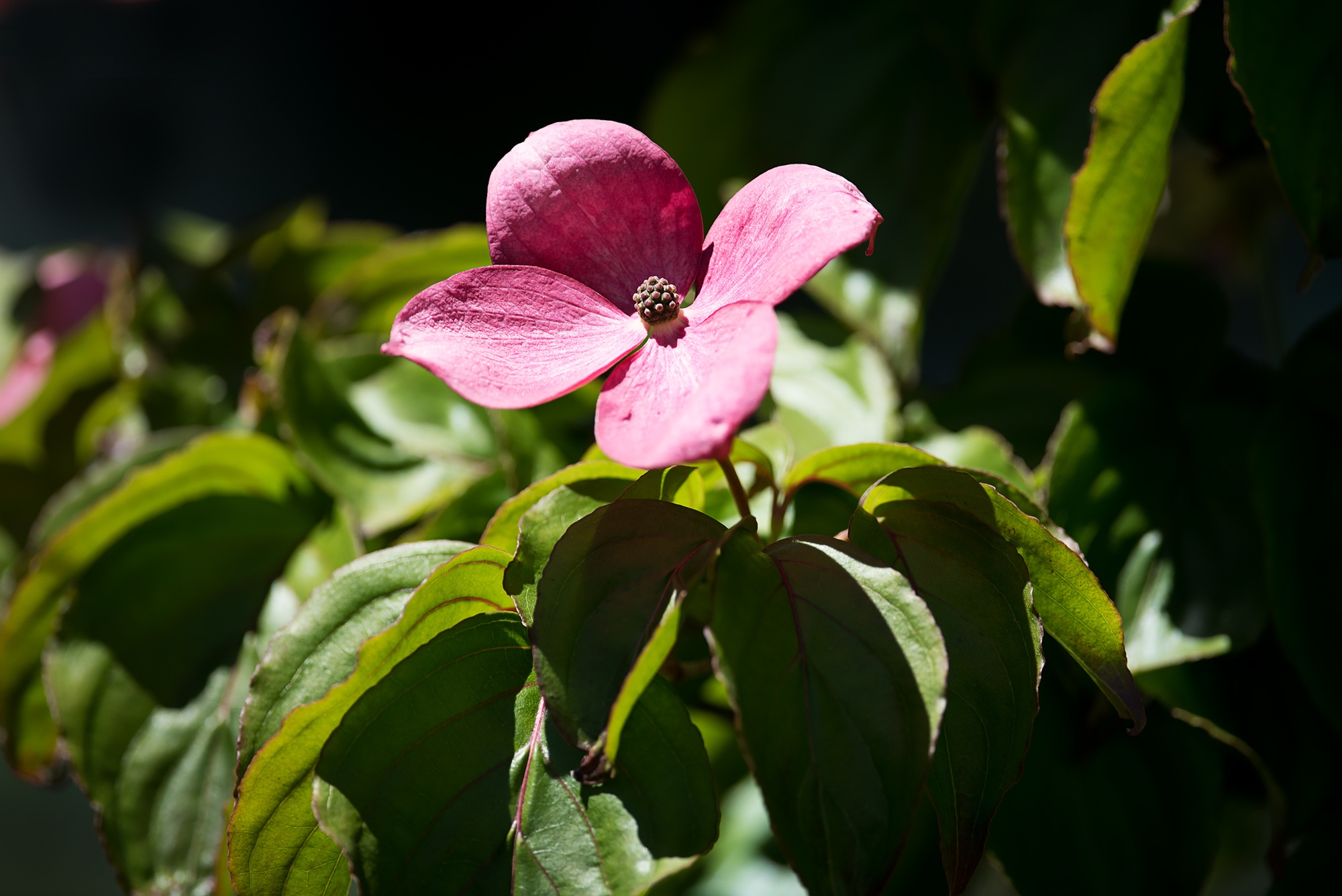 Picture of pink Blossom free image download