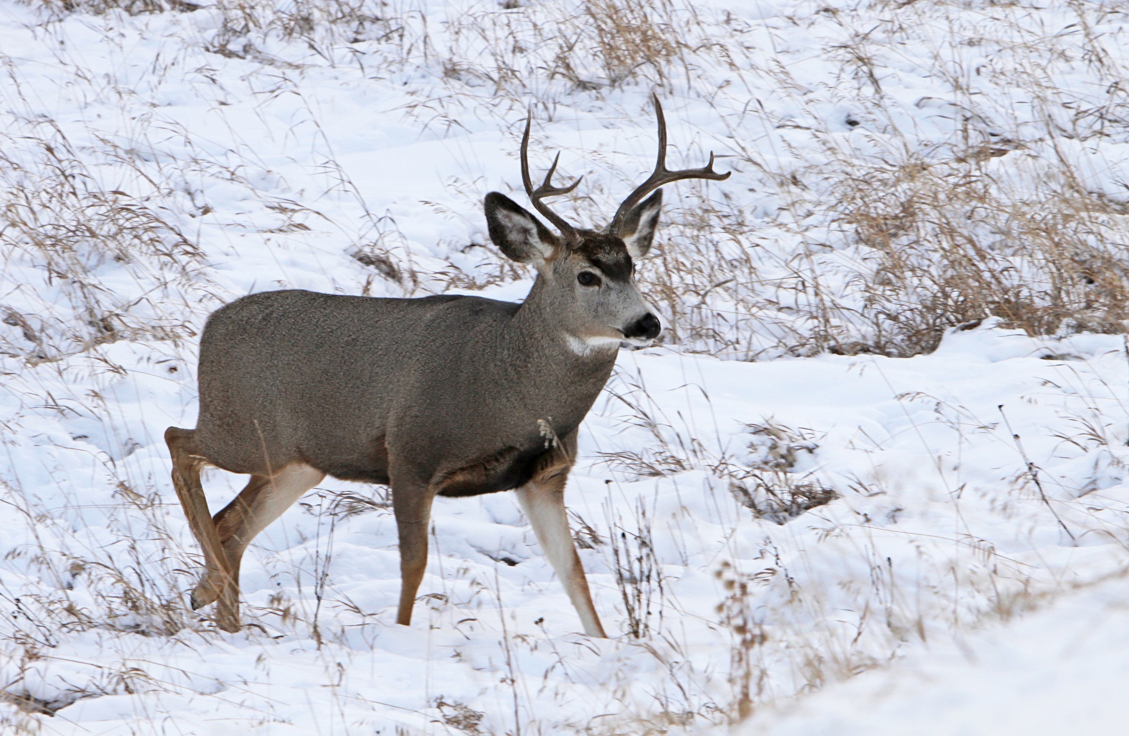 Mule Deer in winter free image download