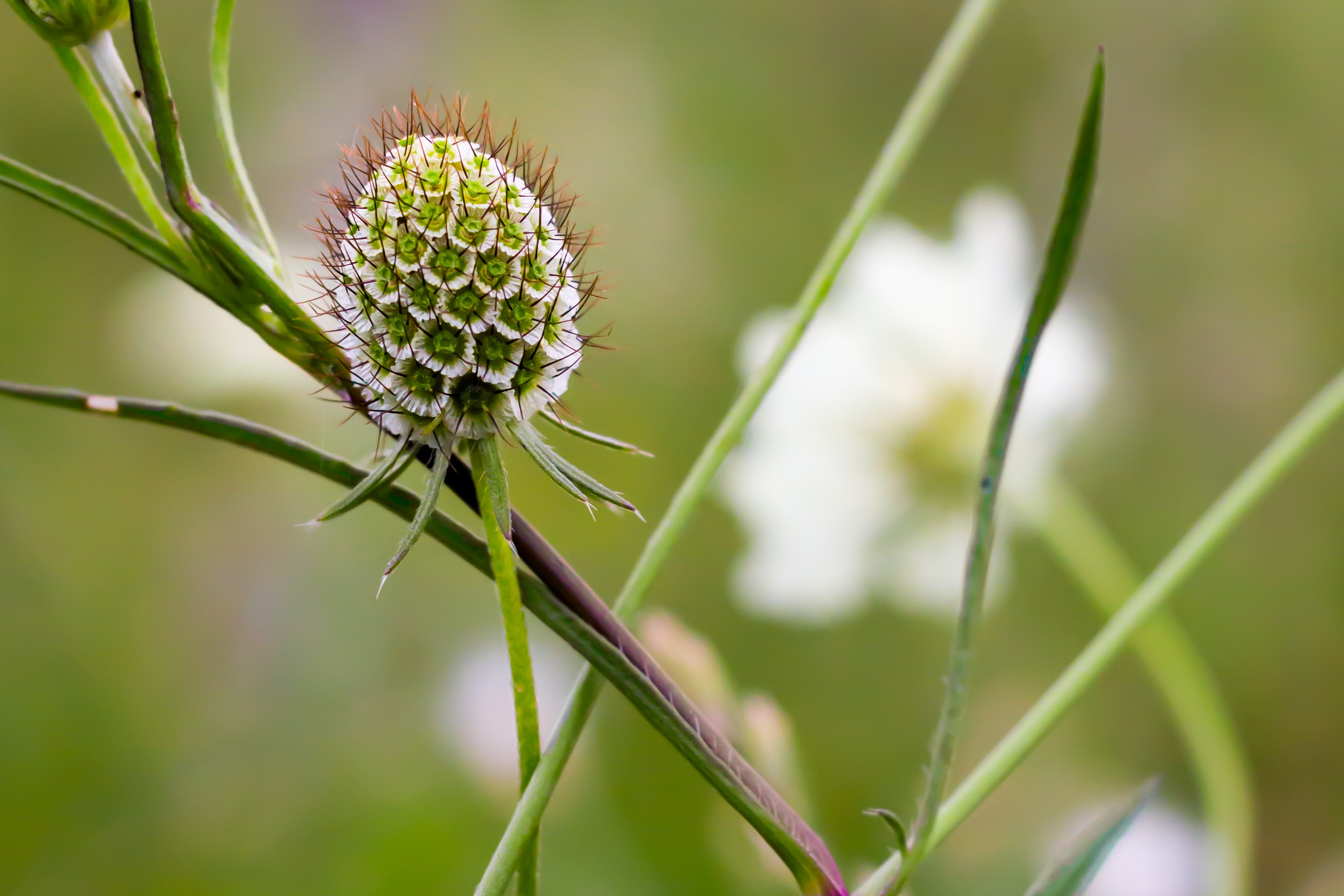 Unusual wildflower closeup free image download