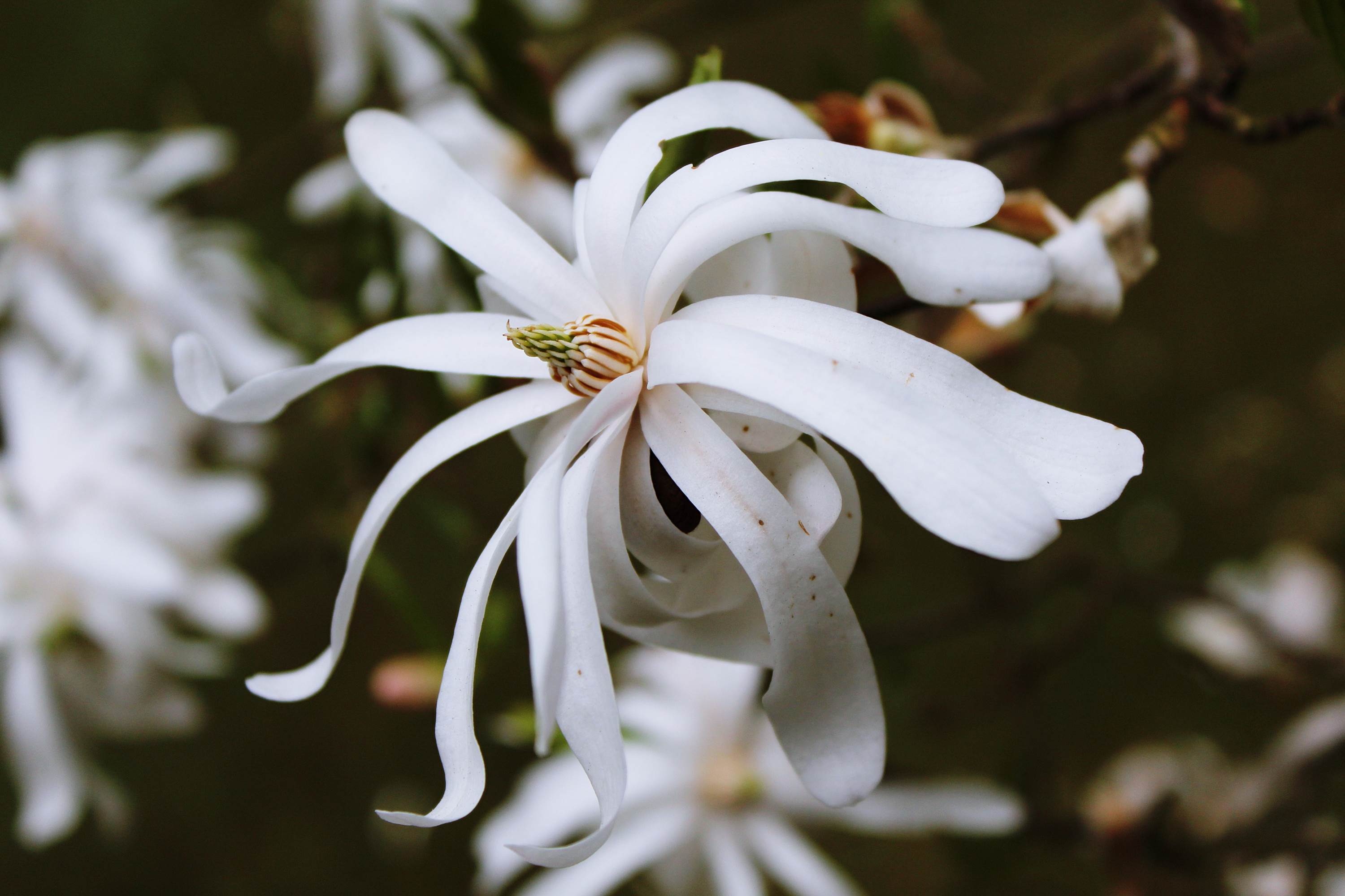White flowers with long petals closeup free image download