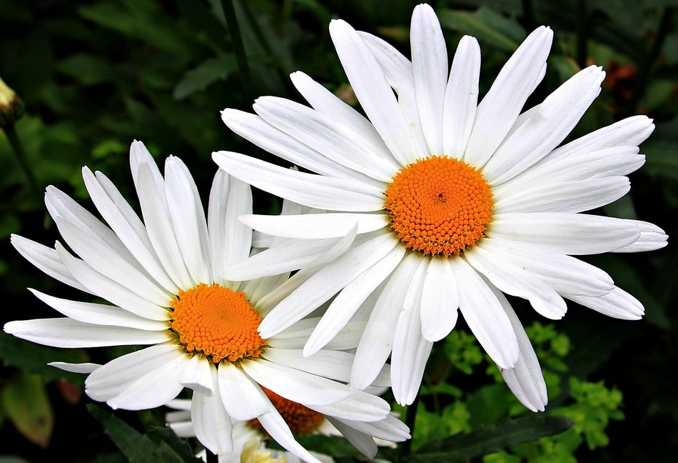 White Yellow Daisies free image download