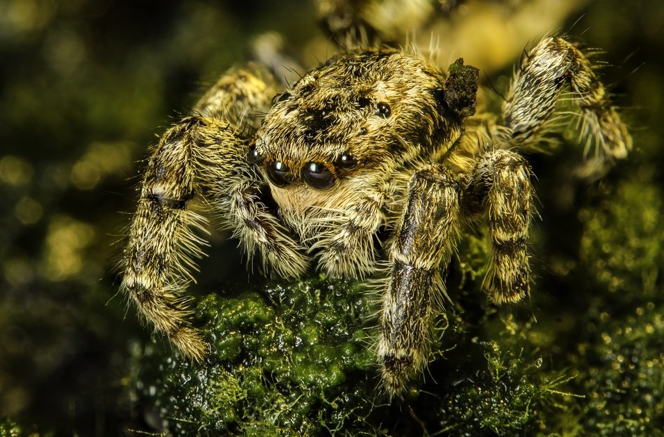 Dangerous Arachnid Spider Jumping Nature free image download
