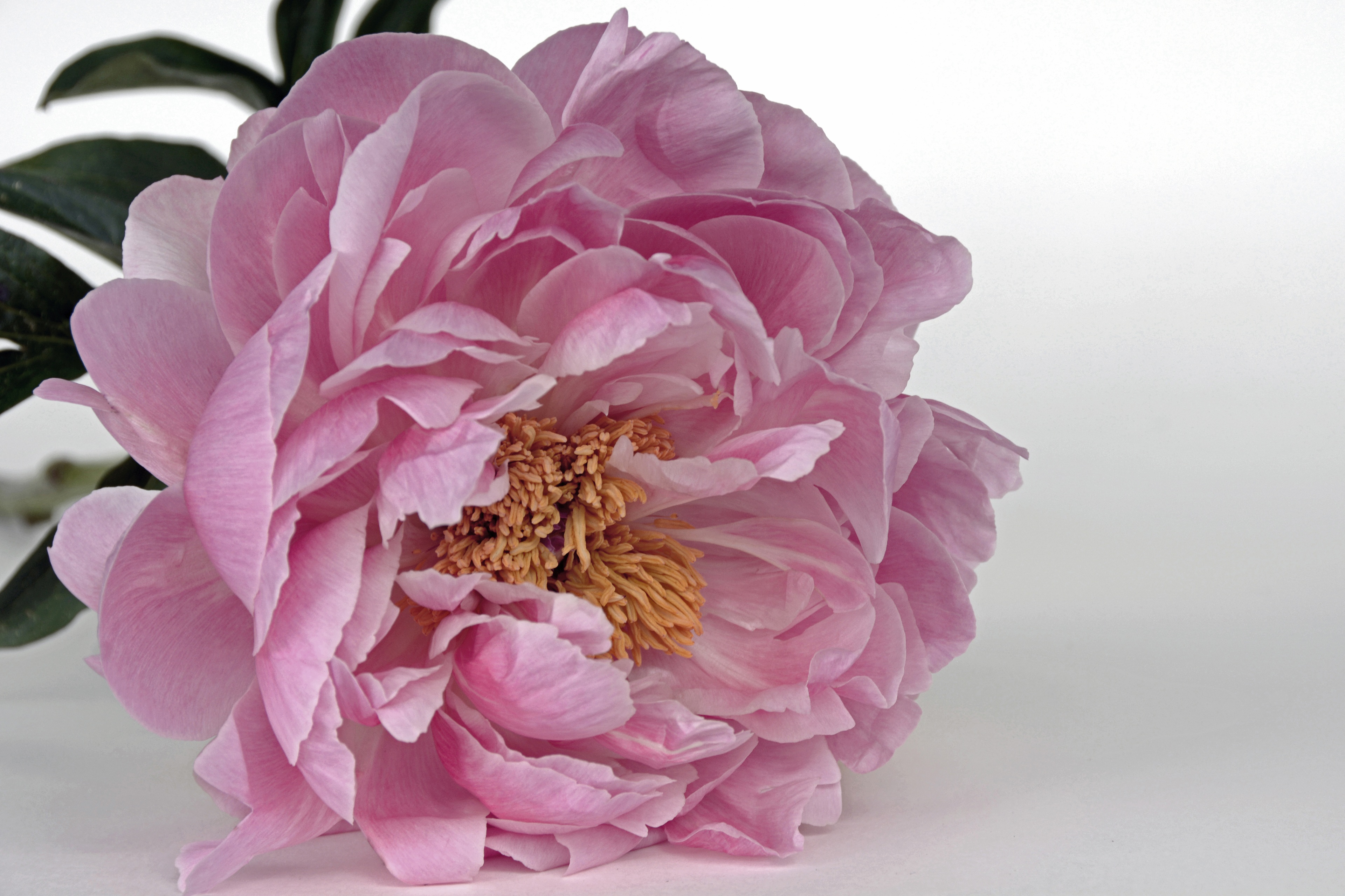 Peony Blossom Pink White isolated free image download