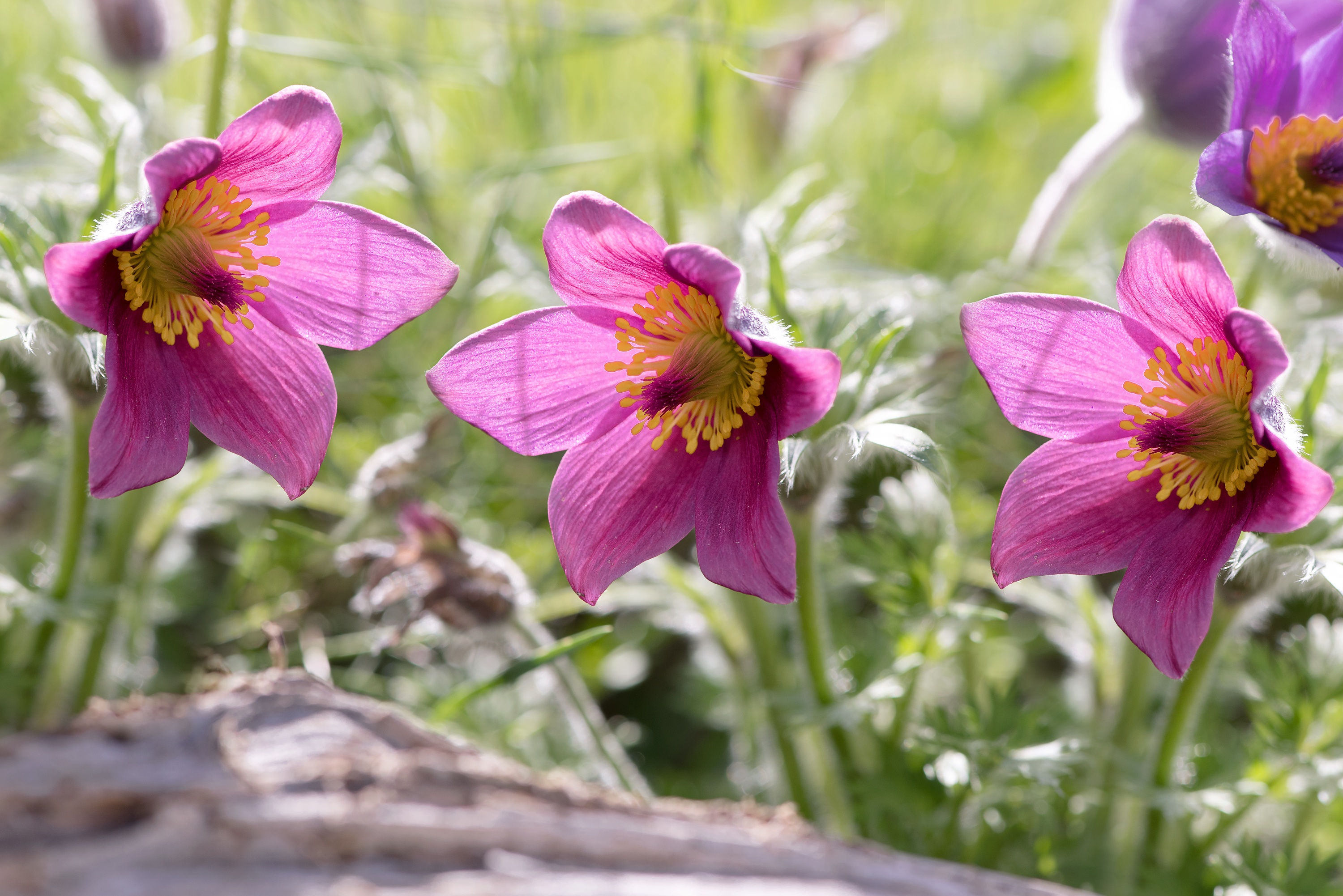 Common pasque flowers free image download