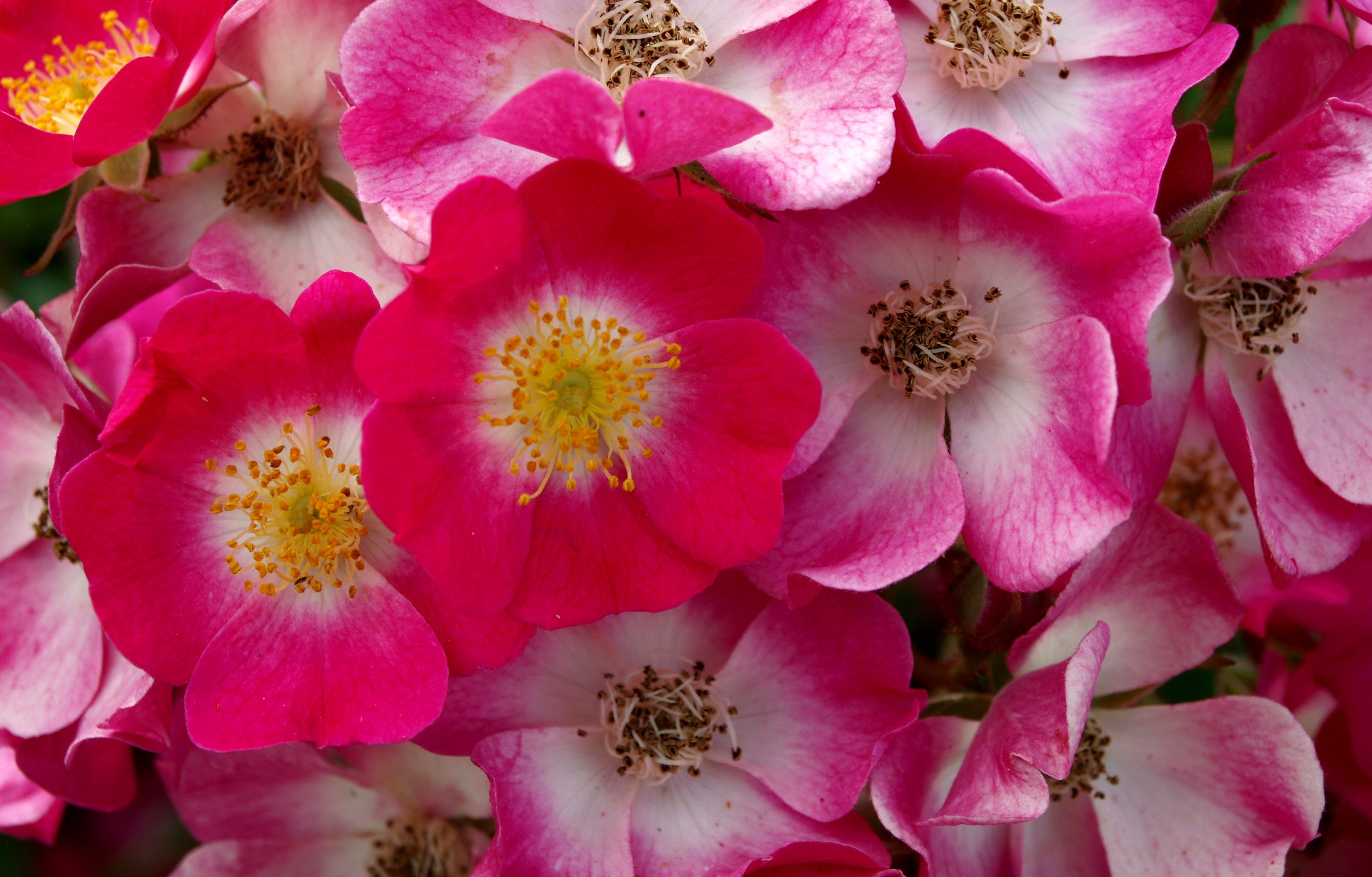 A lot of the white and pink flowers free image download