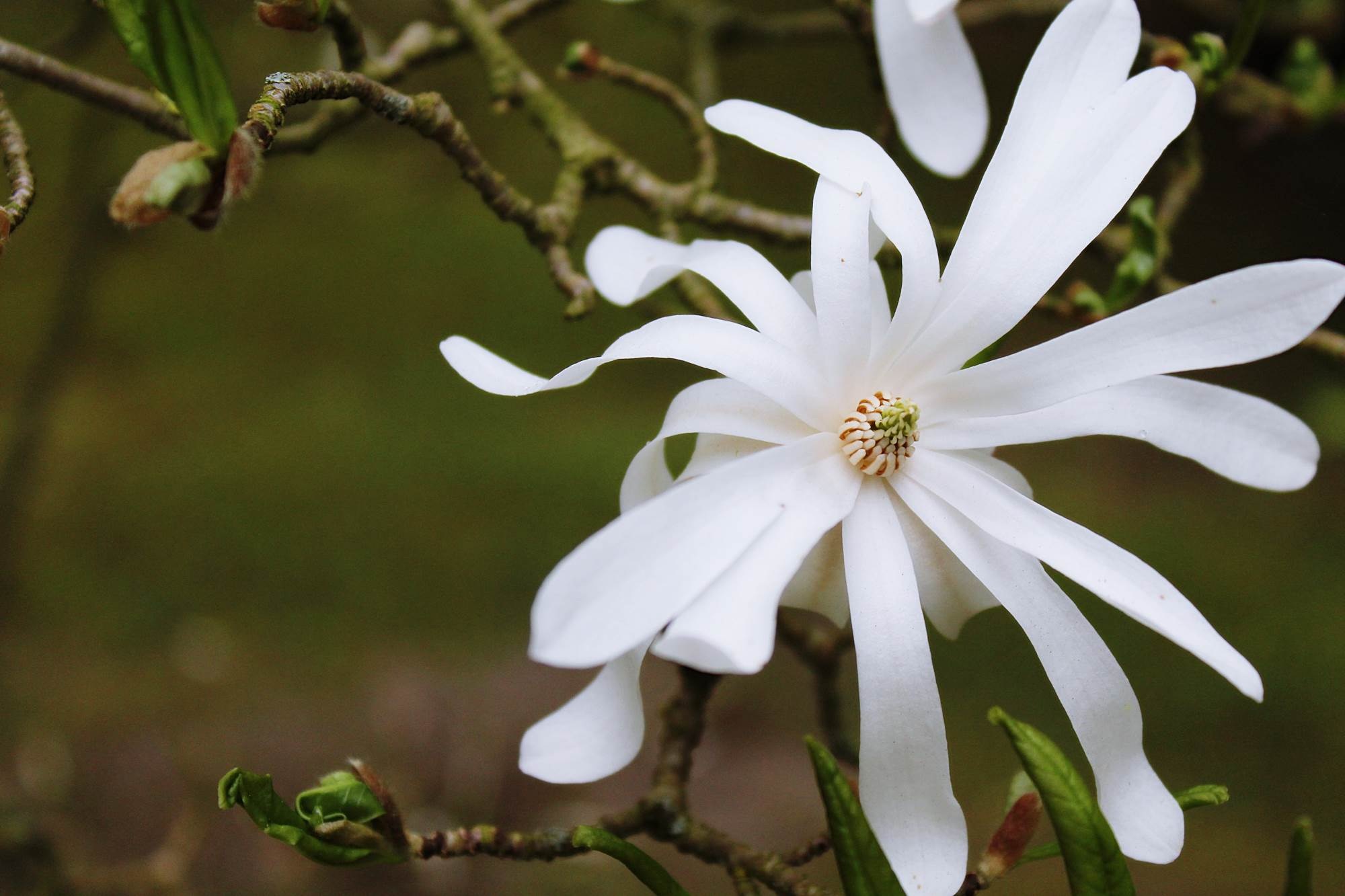 White flower with long petals free image download