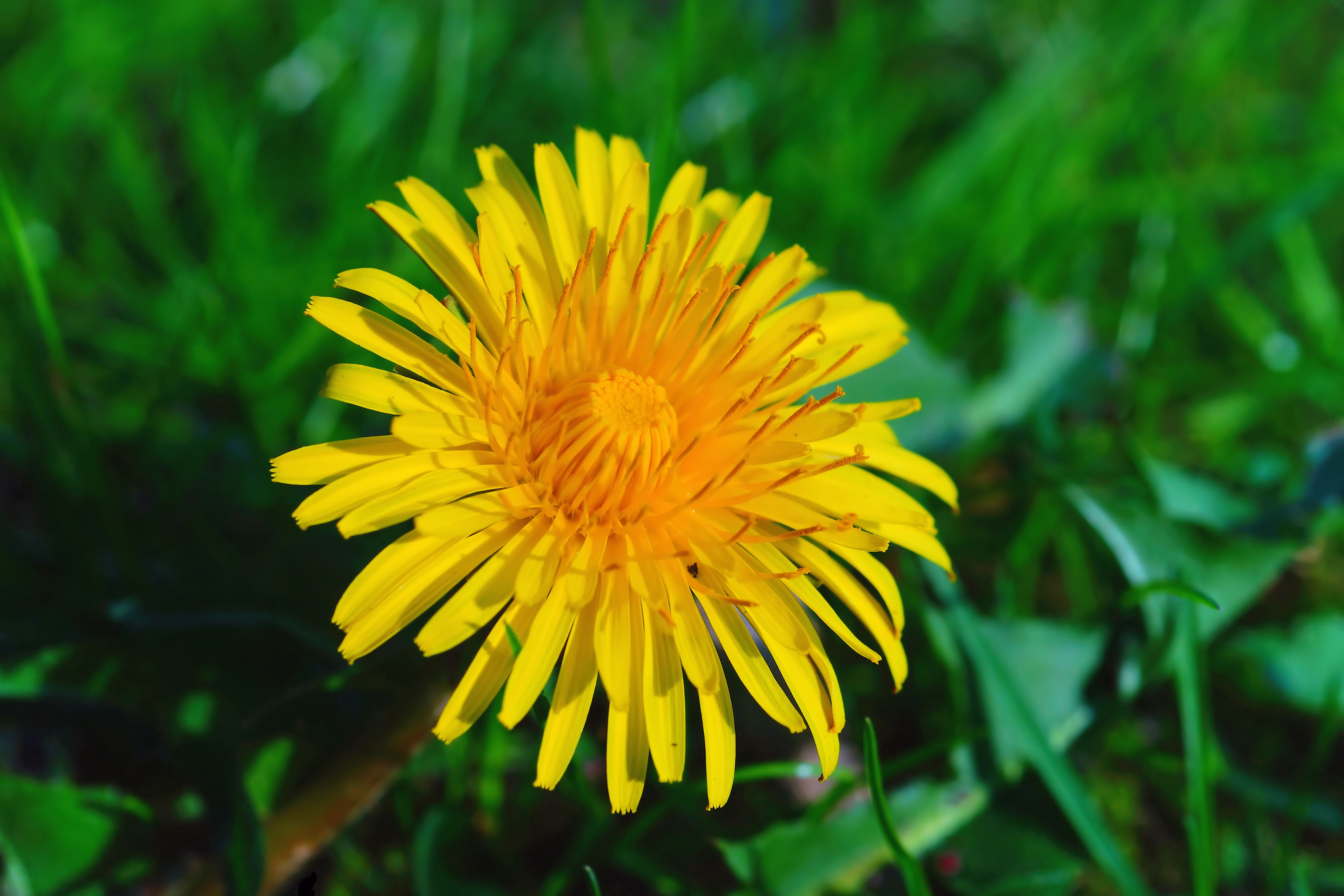 Yellow flower on green grass close up free image download