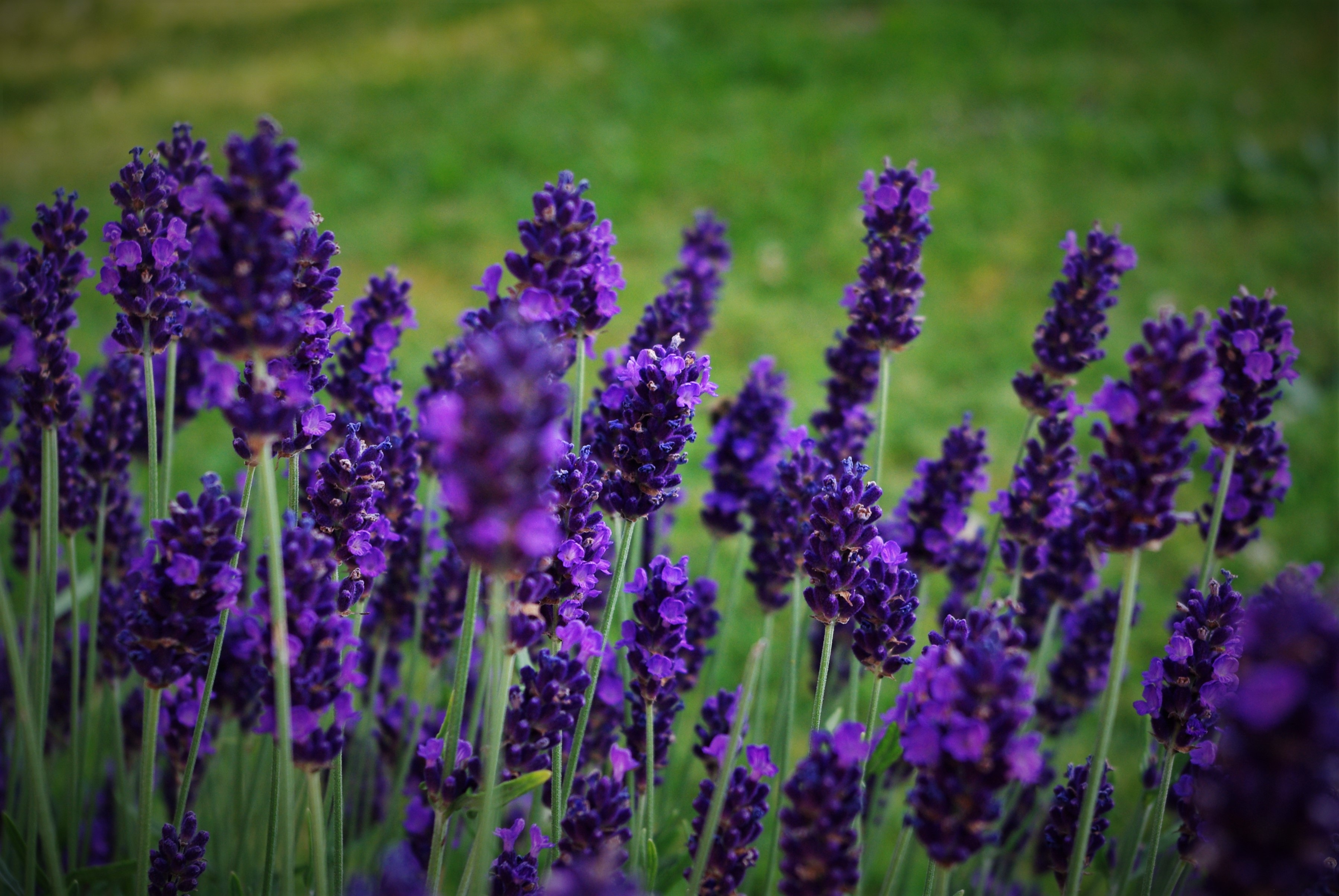 Purple lavender at green meadow free image download