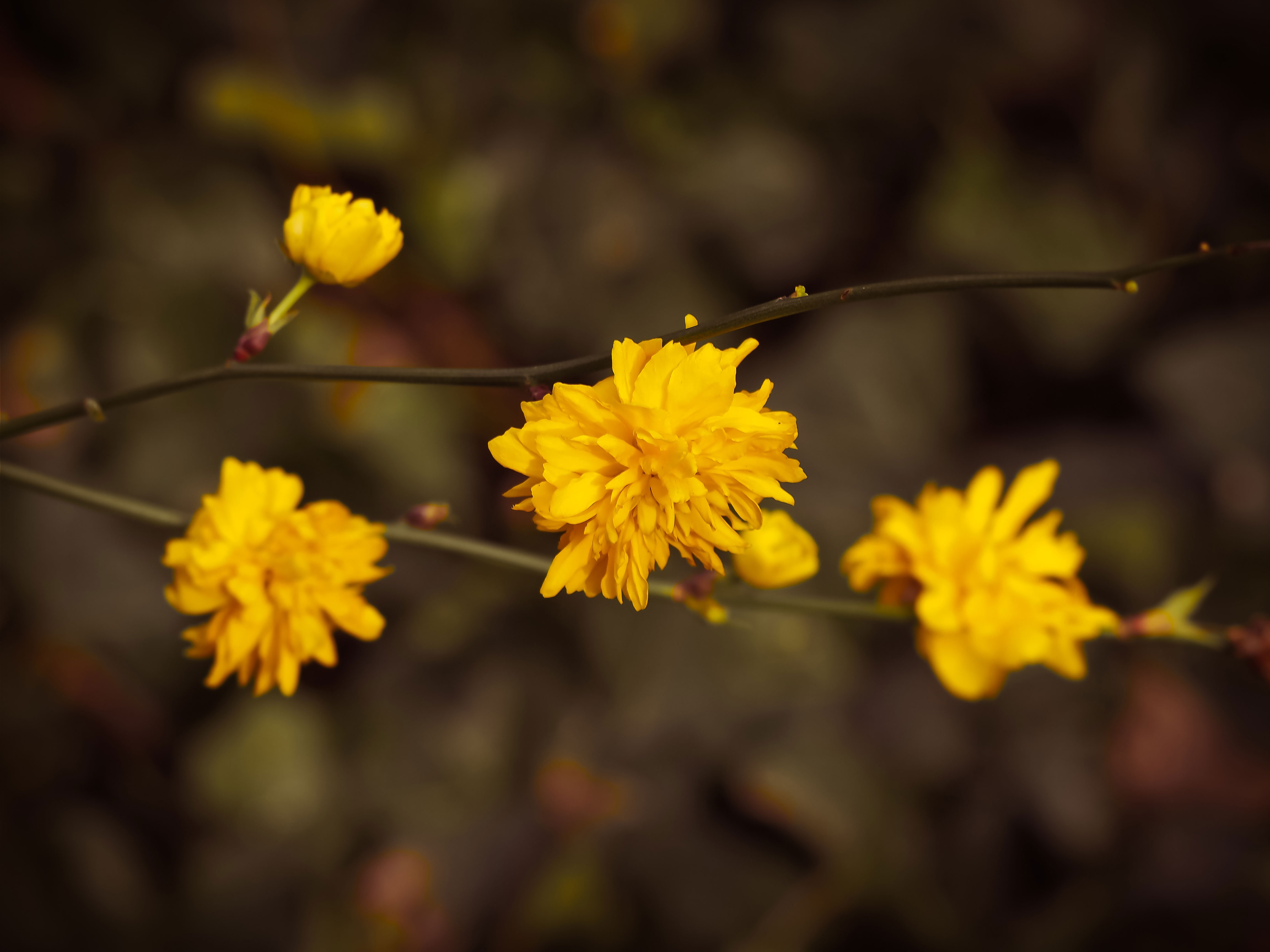 Yellow blossoms on a tree branch free image download