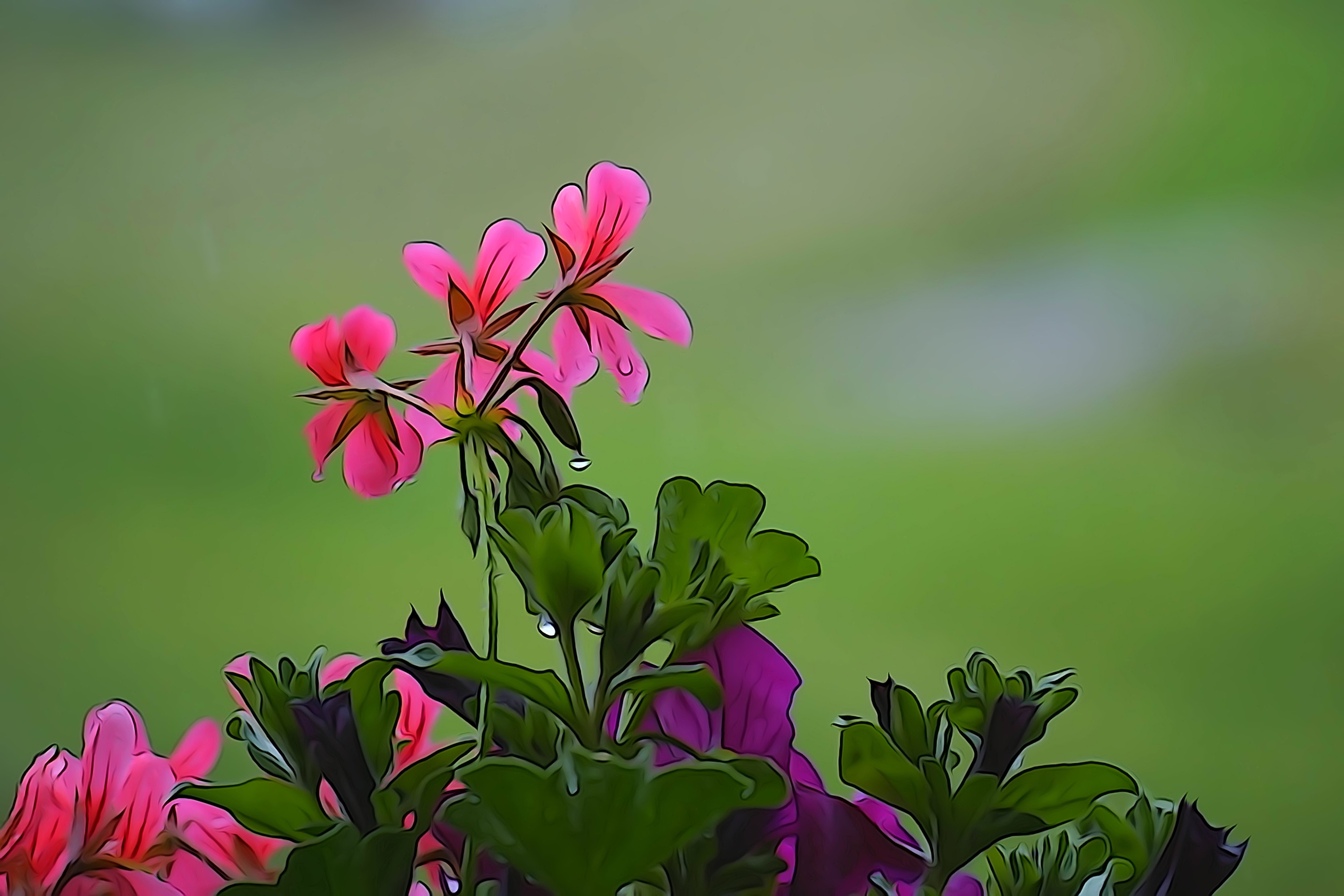 Closeup of the beautiful pink flowers free image download
