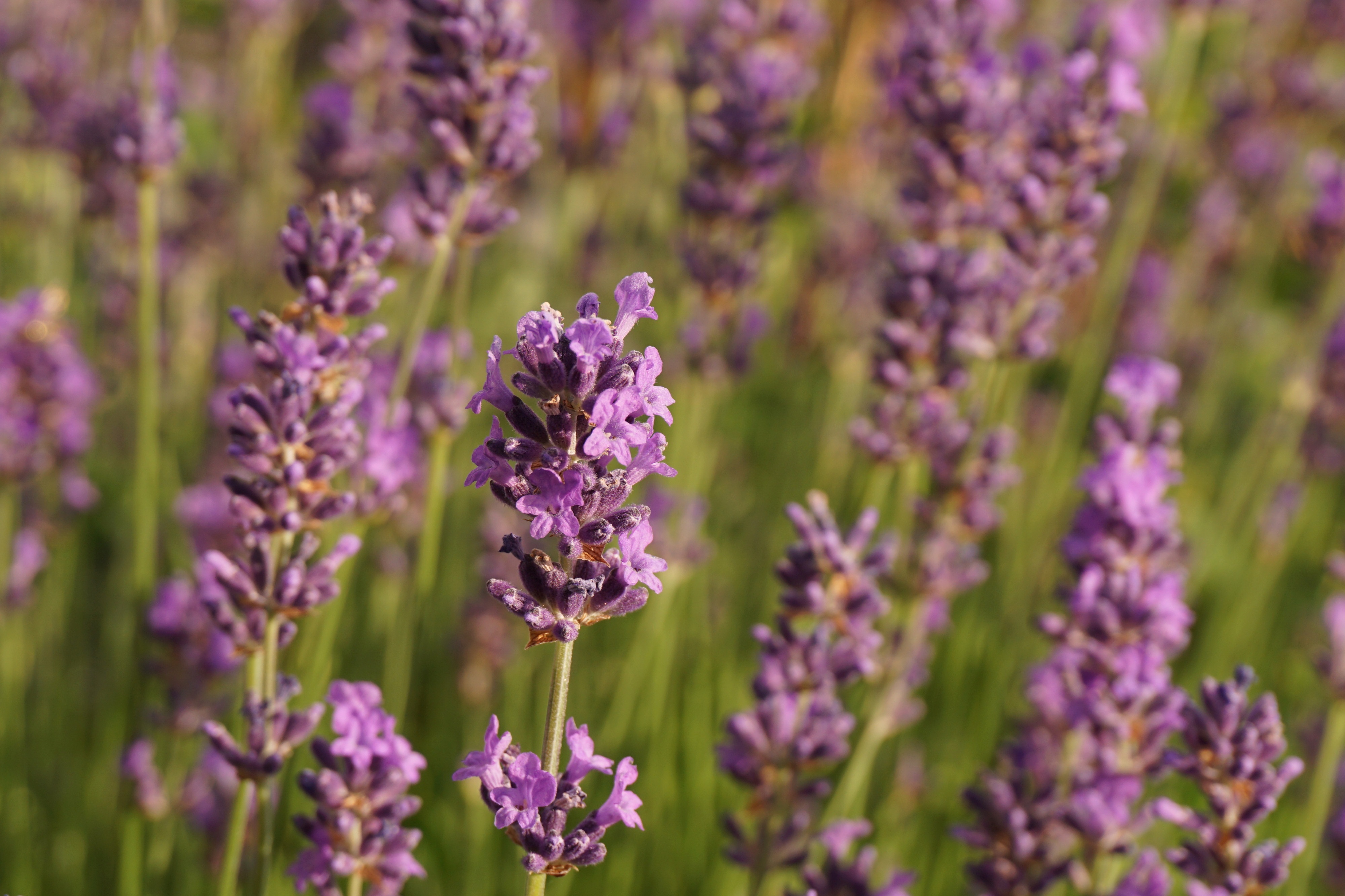 Aromatic lavender field free image download