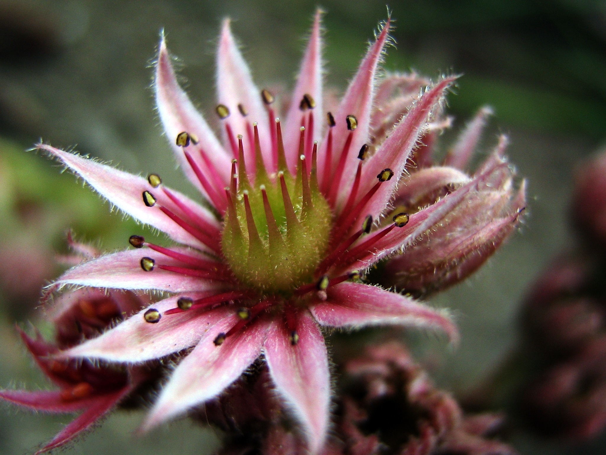 Pink hairy flower with large stamens free image download