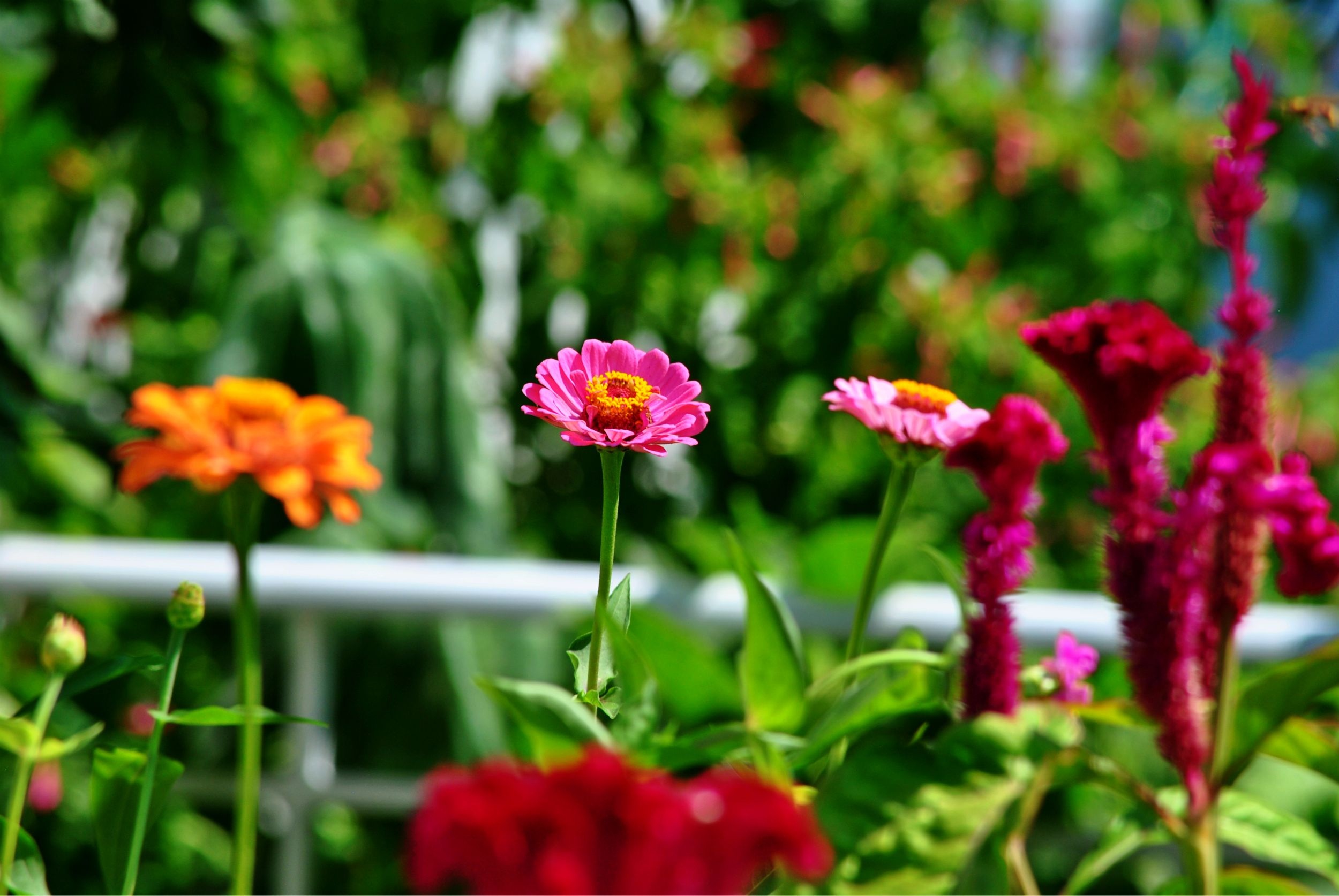 Blooming garden flowers free image download