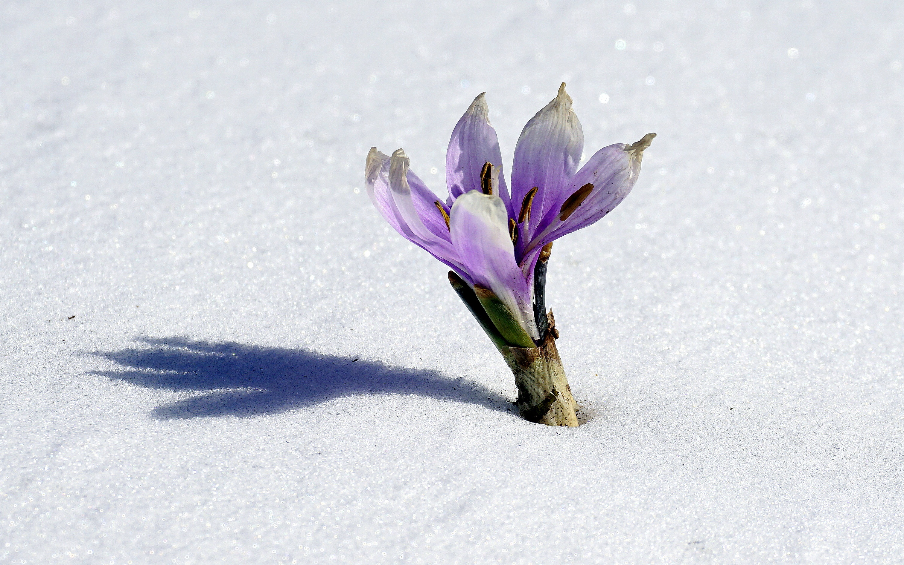 Purple winter flower in the snow free image download