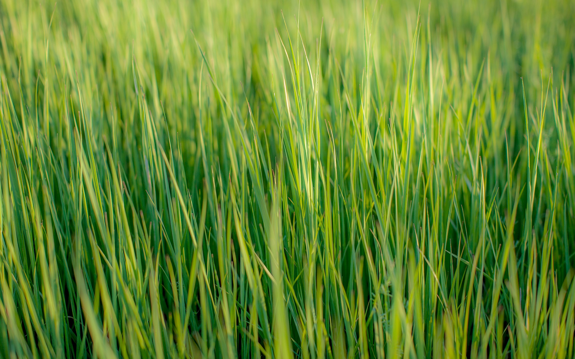 Tall green grass closeup free image download