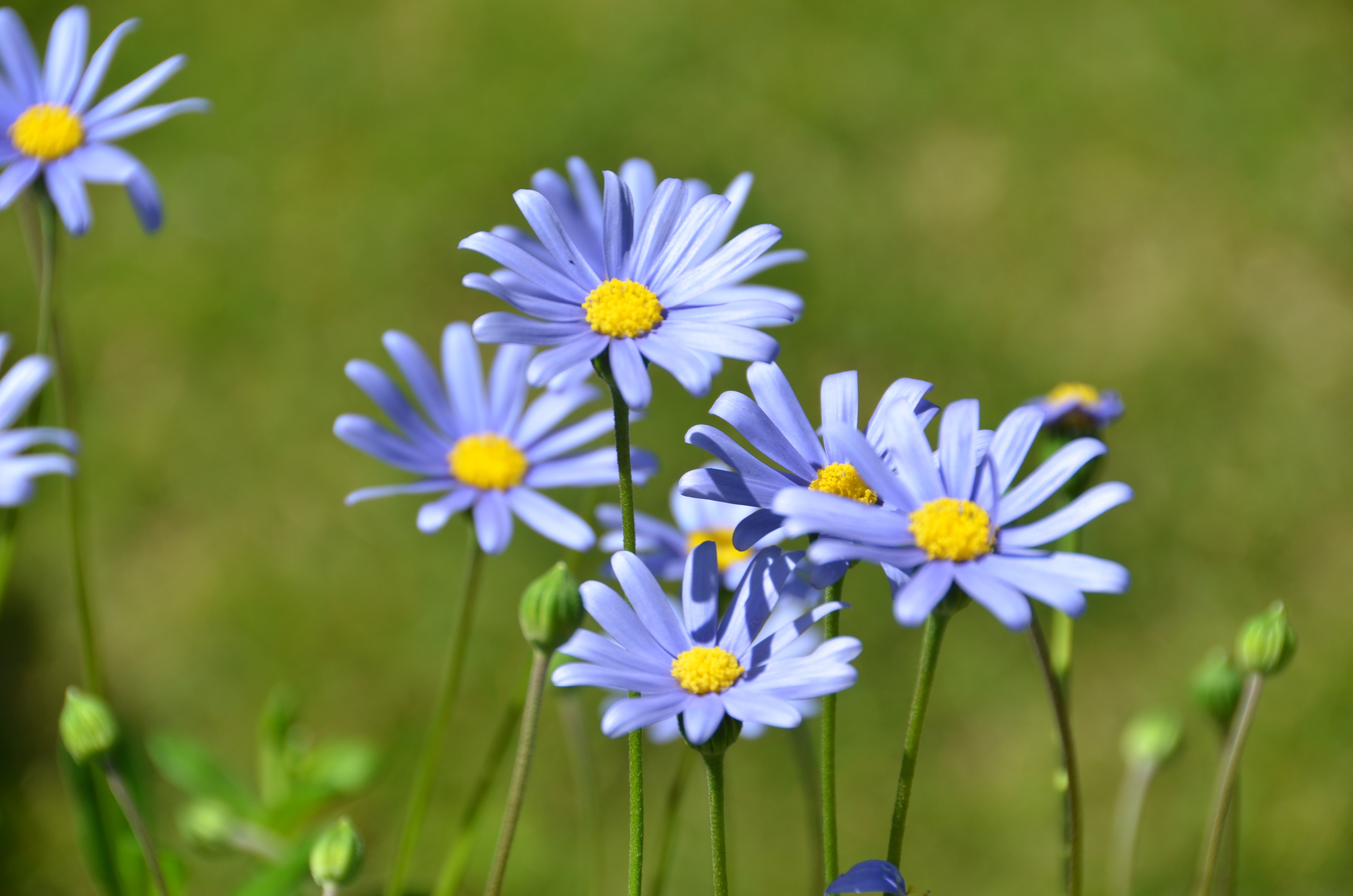 Delicate blue felicia daisies free image download