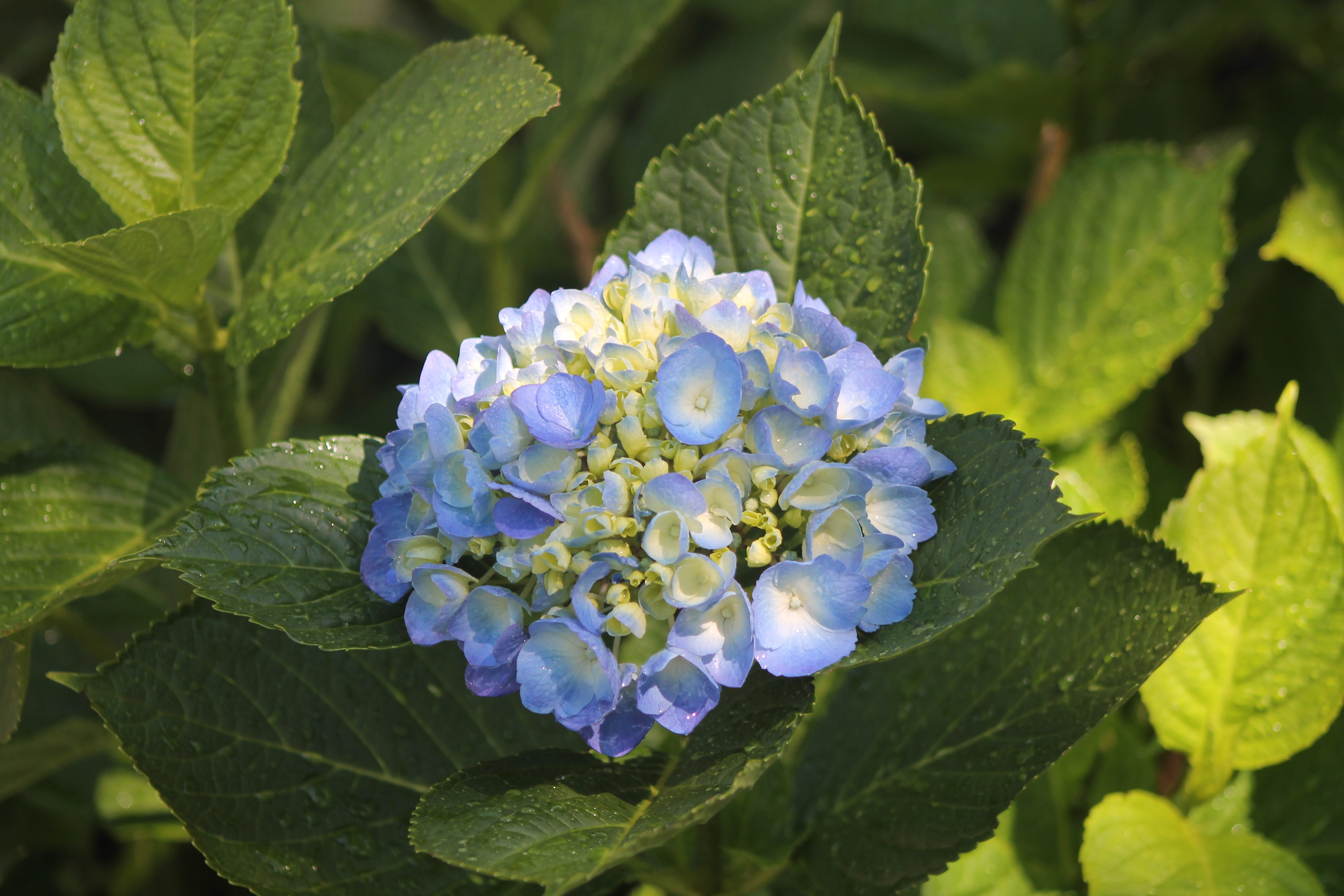 Blue hydrangea flower on a green bush free image download