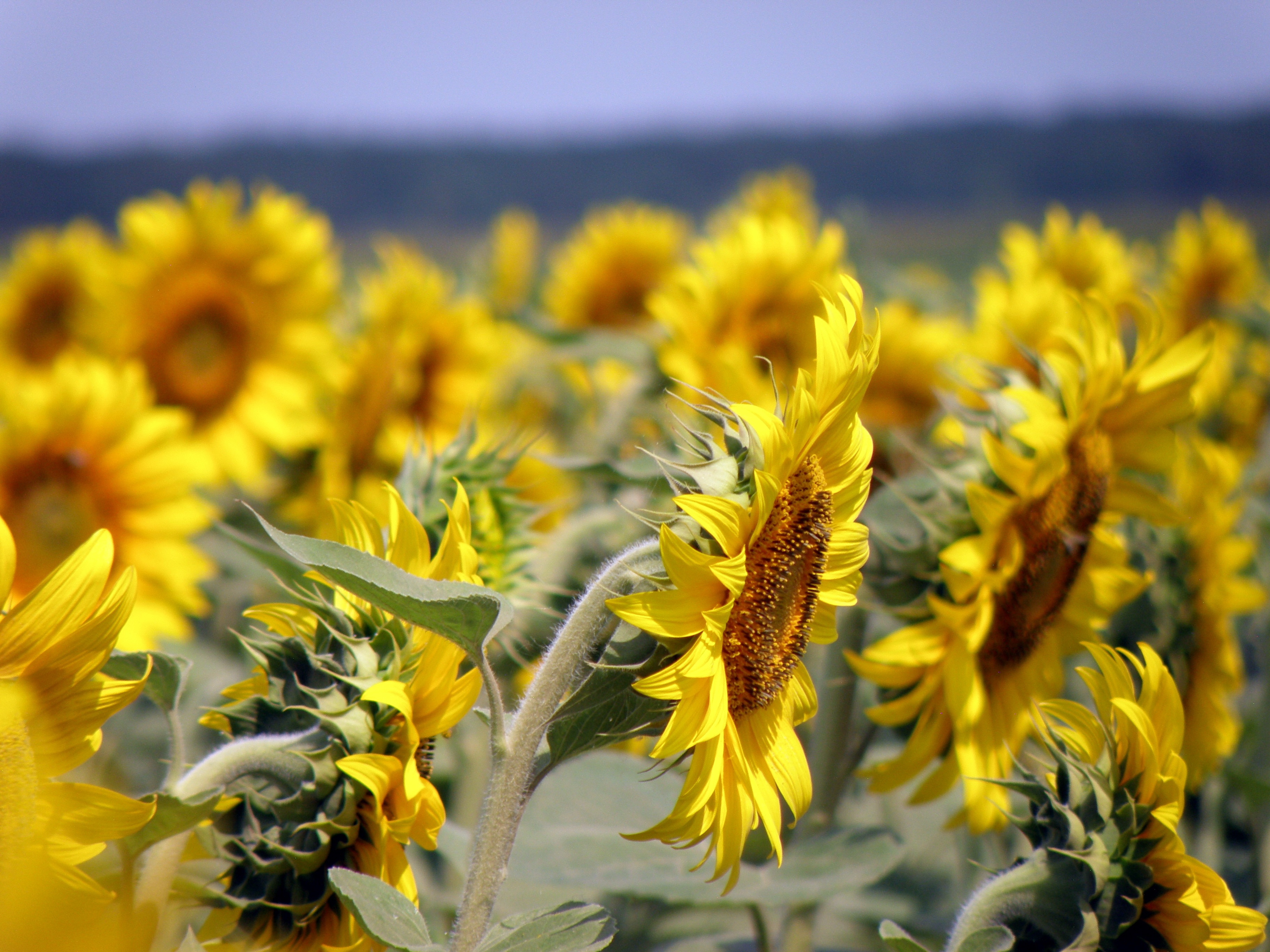 Yellow Sunflowers Field free image download