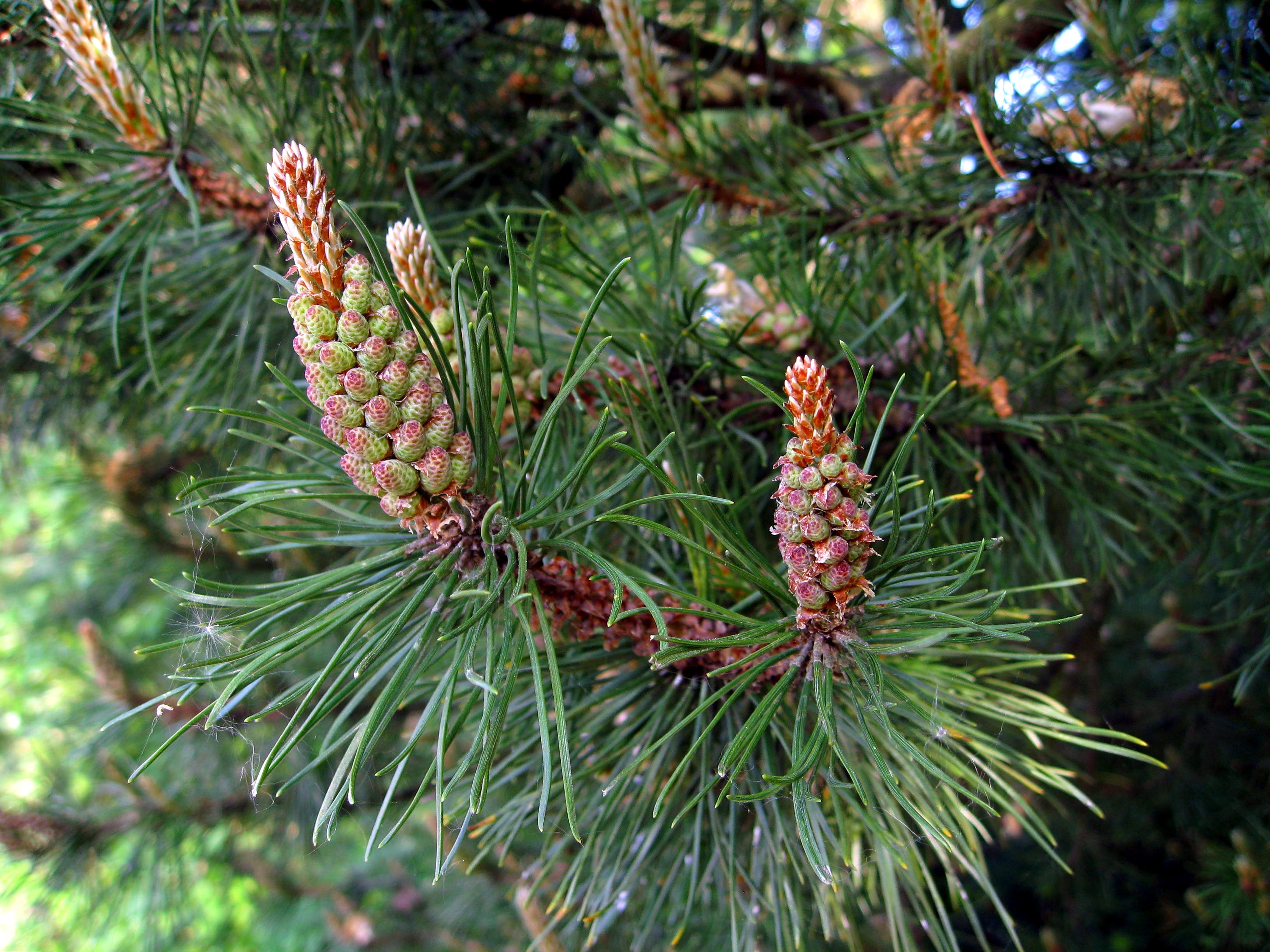 Flowering of a conifer closeup free image download