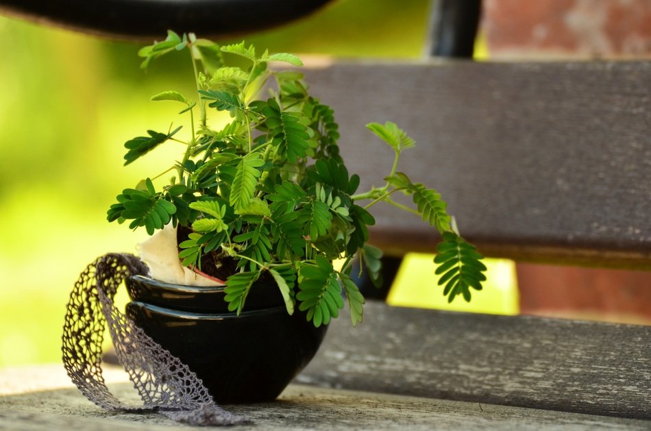 Young potted plant free image download