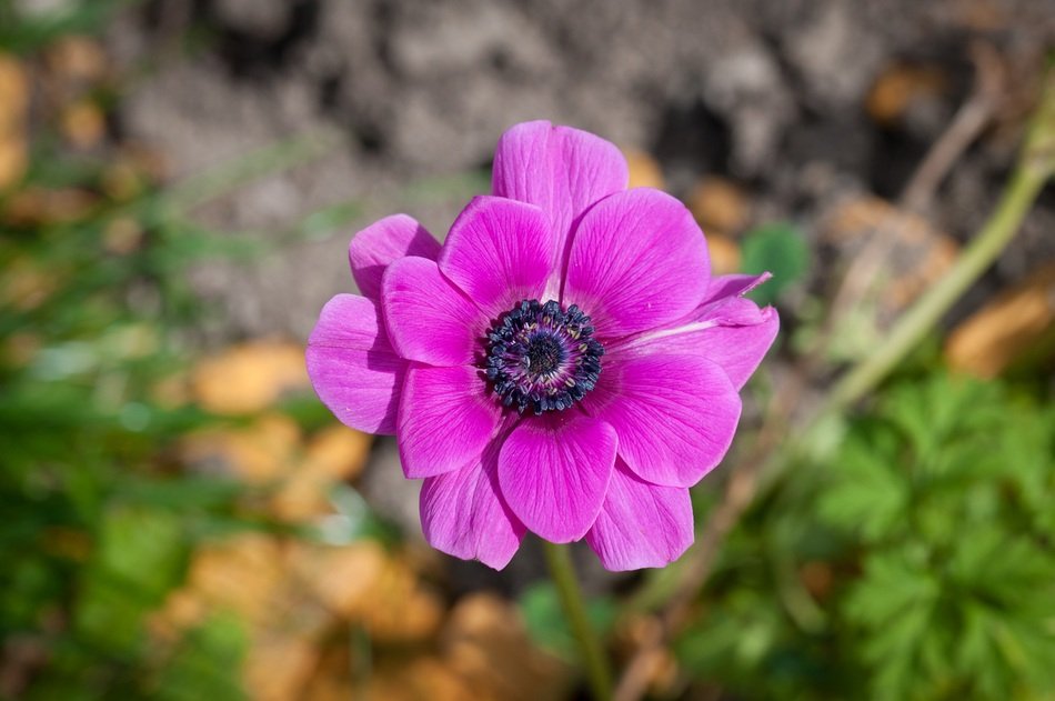 Purple anemone flower close up free image download