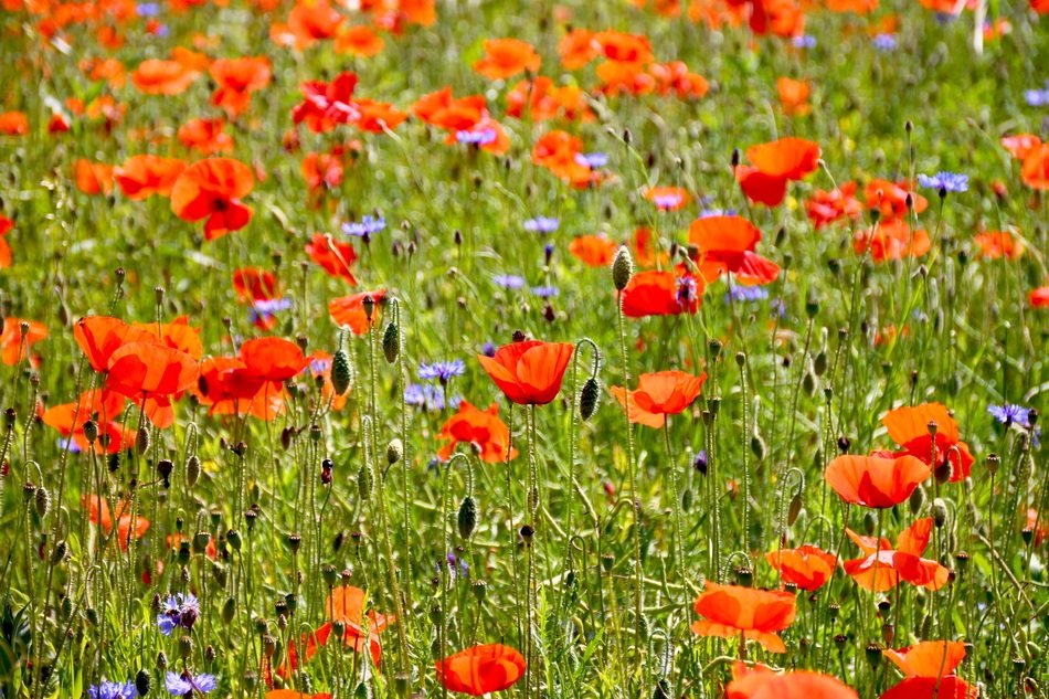 Absolutely Poppy Flowers free image download