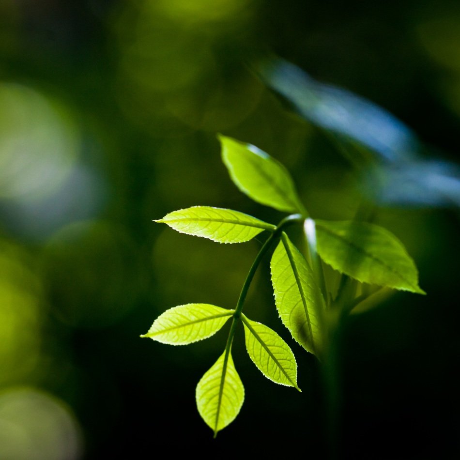 Plant Leaves Green free image download
